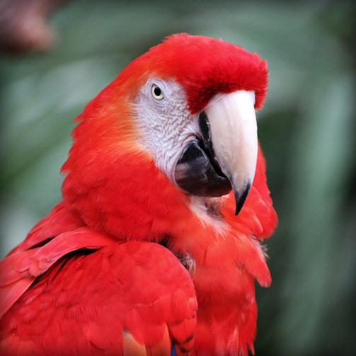 RED MACAW SYMBOL OF RAPHAEL PATHE HERITAGE 