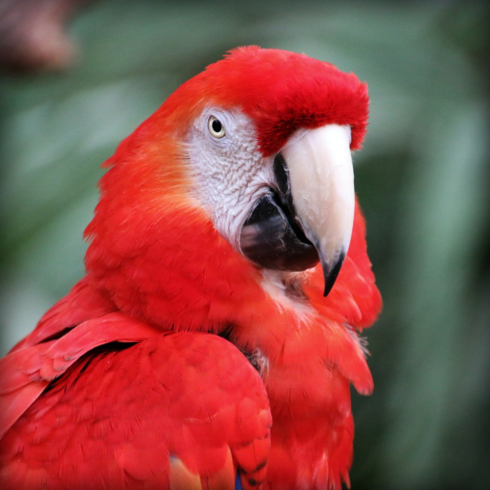 a close up of a parrot with a blurry background