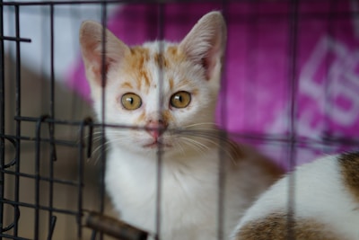 A young orange and white kitten with attentive eyes peers through the bars of a cage. The background includes a soft purple shade, possibly a fabric.