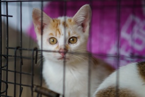 A young orange and white kitten with attentive eyes peers through the bars of a cage. The background includes a soft purple shade, possibly a fabric.
