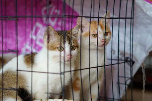Two cats inside a metal cage, one with orange and white fur and the other with a mix of white, brown, and black fur. A background of pink and white fabric is visible behind the cage.