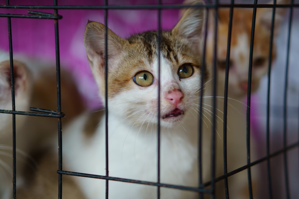 a couple of cats sitting inside of a cage