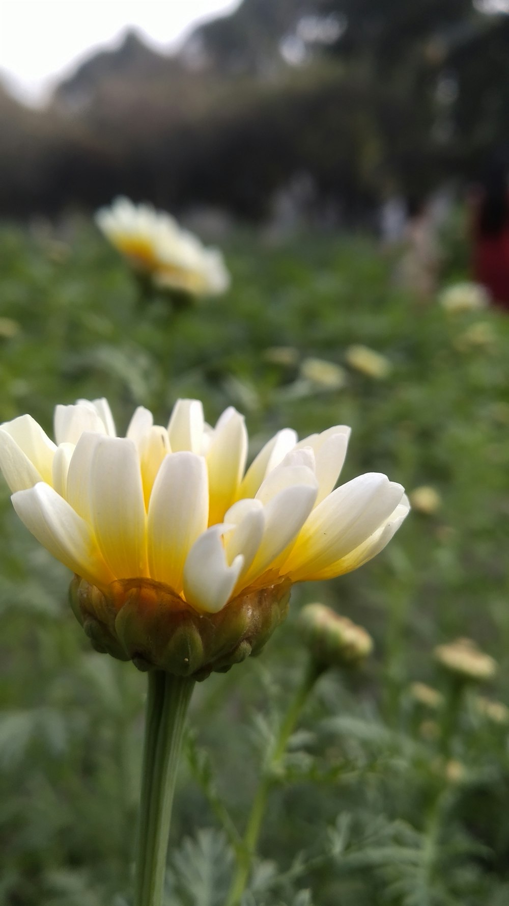 a yellow and white flower in a field