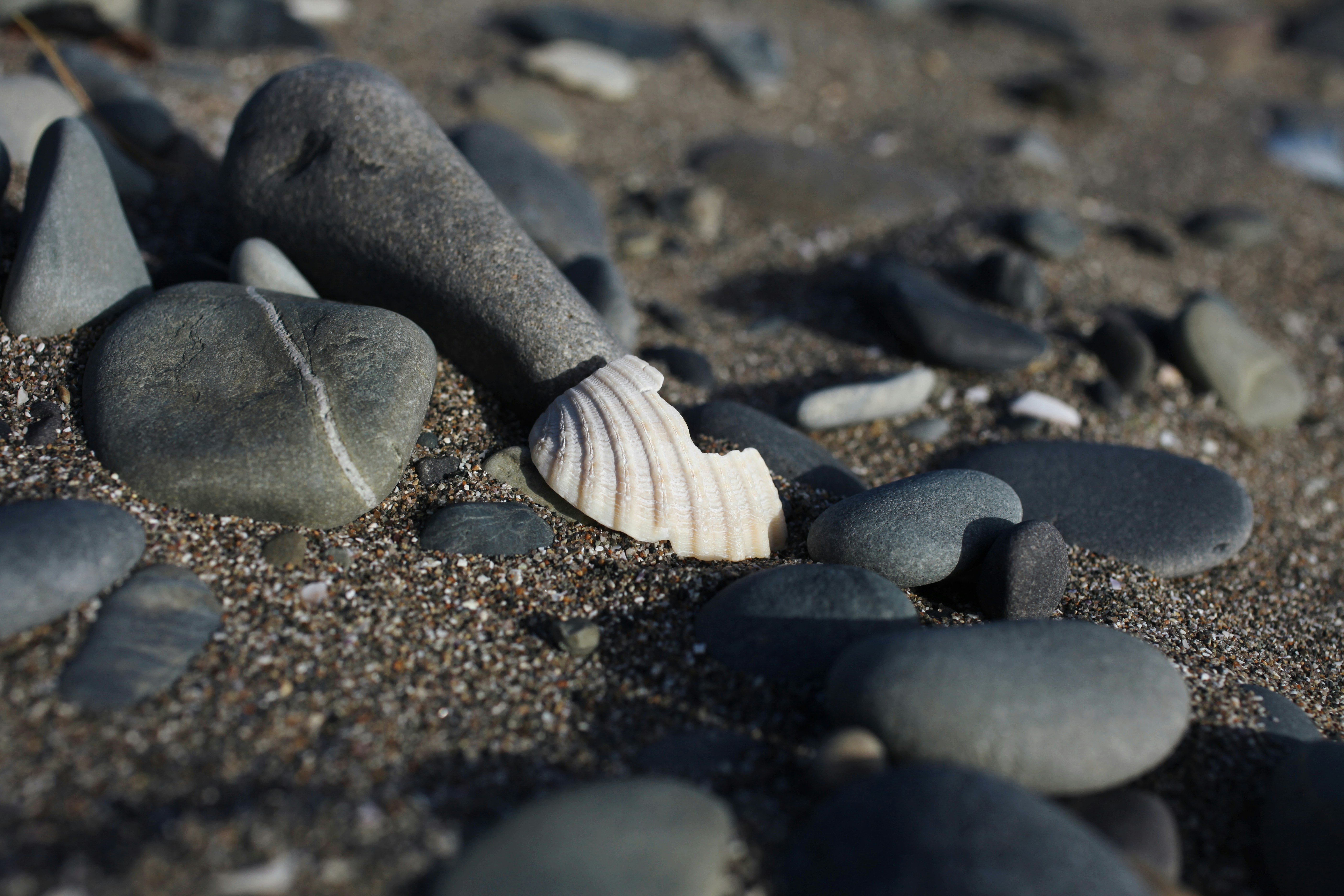 a sea shell is laying on the sand