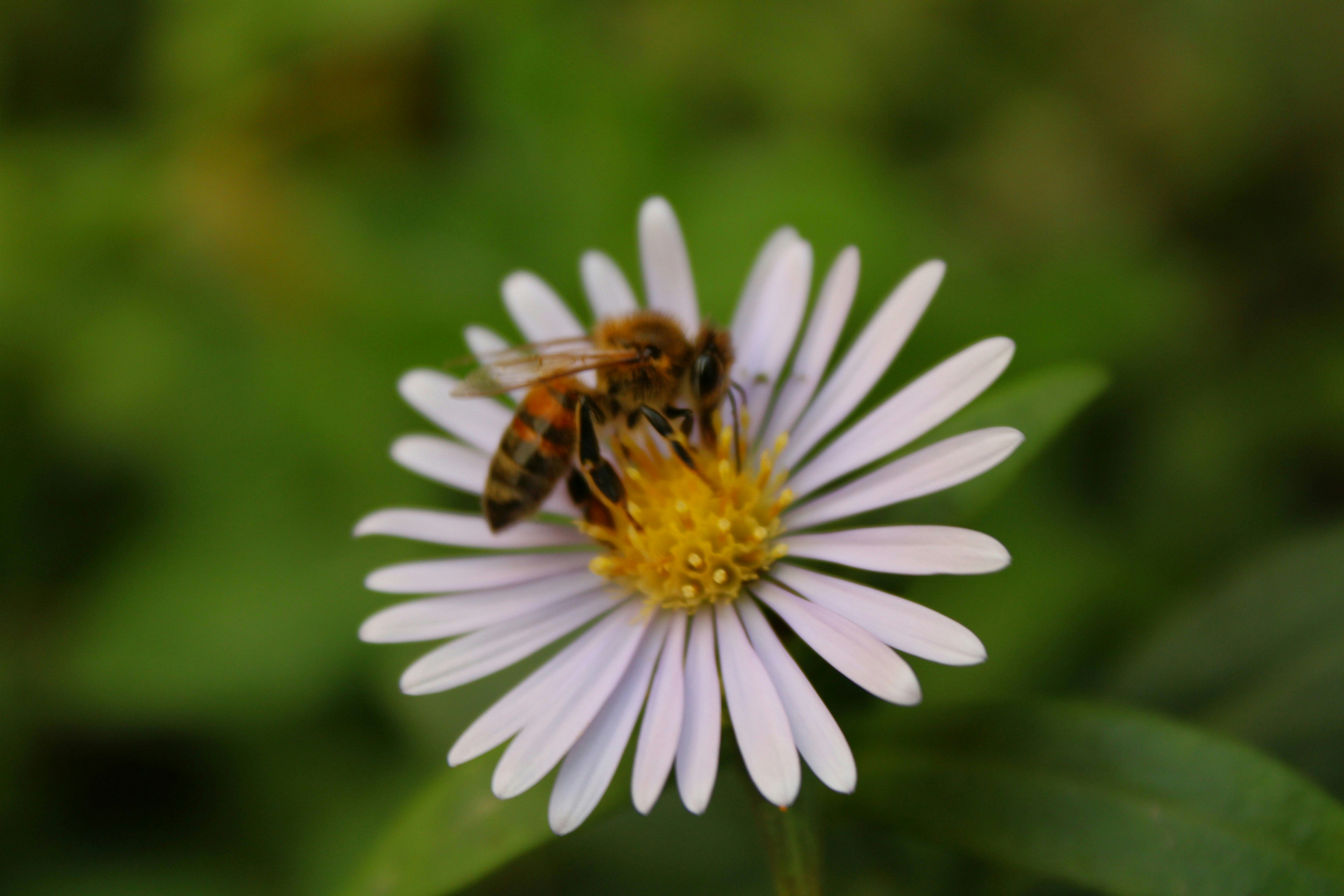 Photo by rashid_hamidov