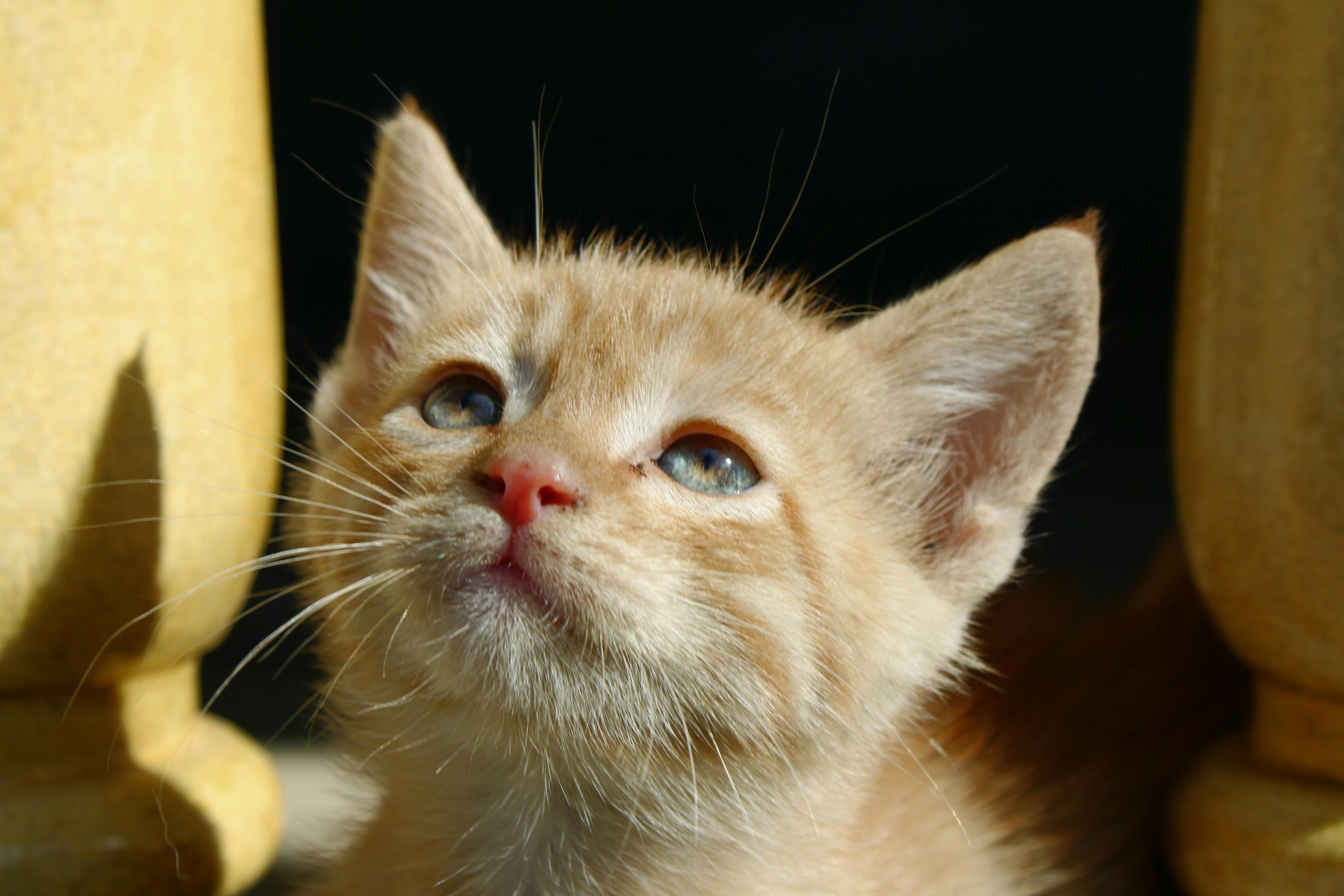 Photo by rashid_hamidov