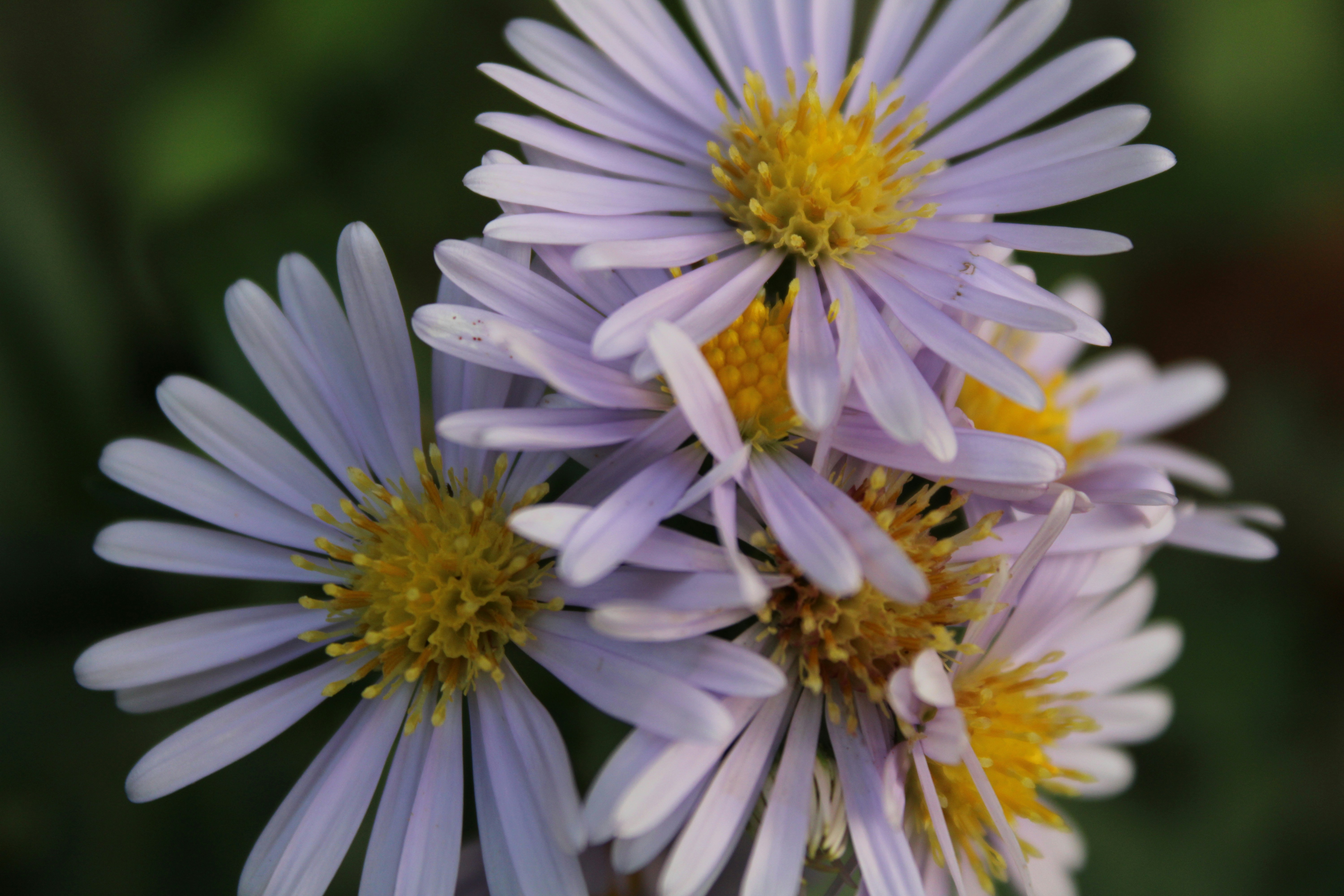 Photo by rashid_hamidov