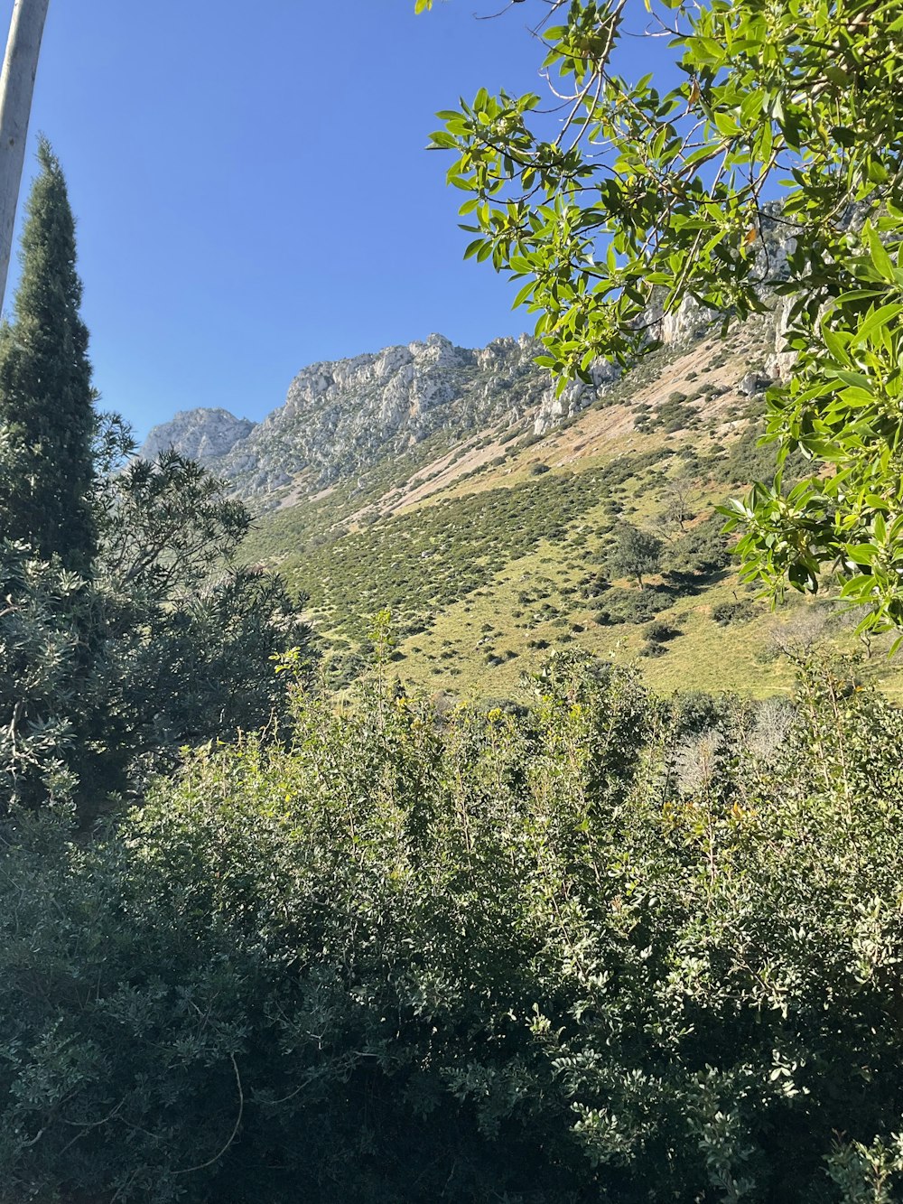 a view of a mountain with trees in the foreground