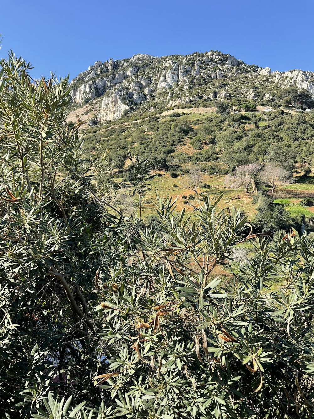 a view of a mountain with trees in the foreground