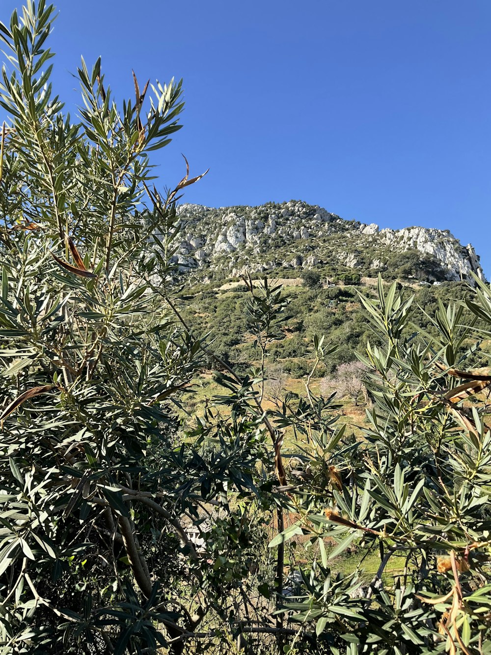 uma oliveira com uma montanha no fundo