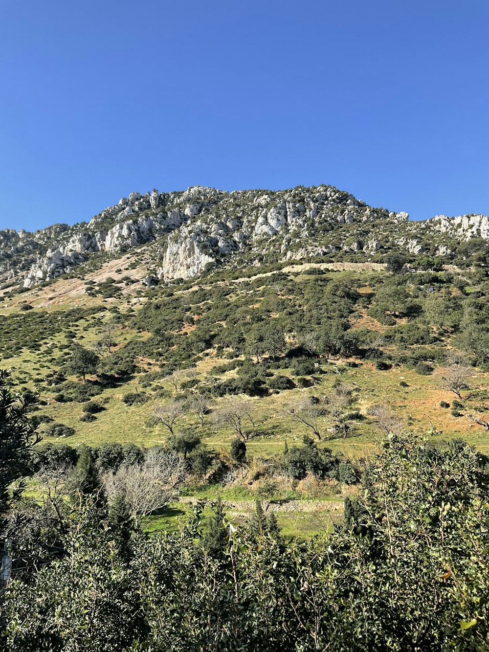 a hill with trees and bushes on the side of it