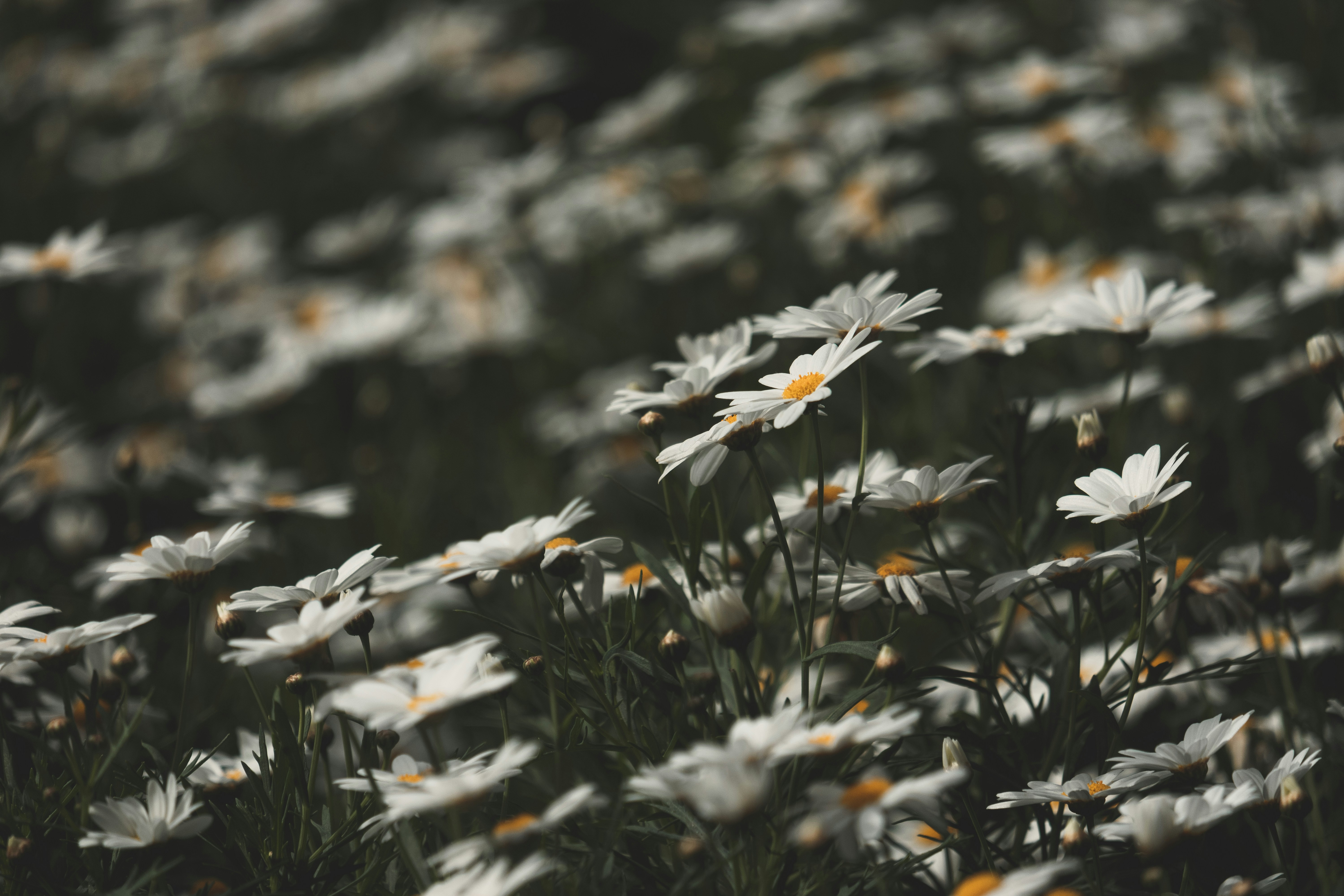 Photo by xiaowuuuuuuu