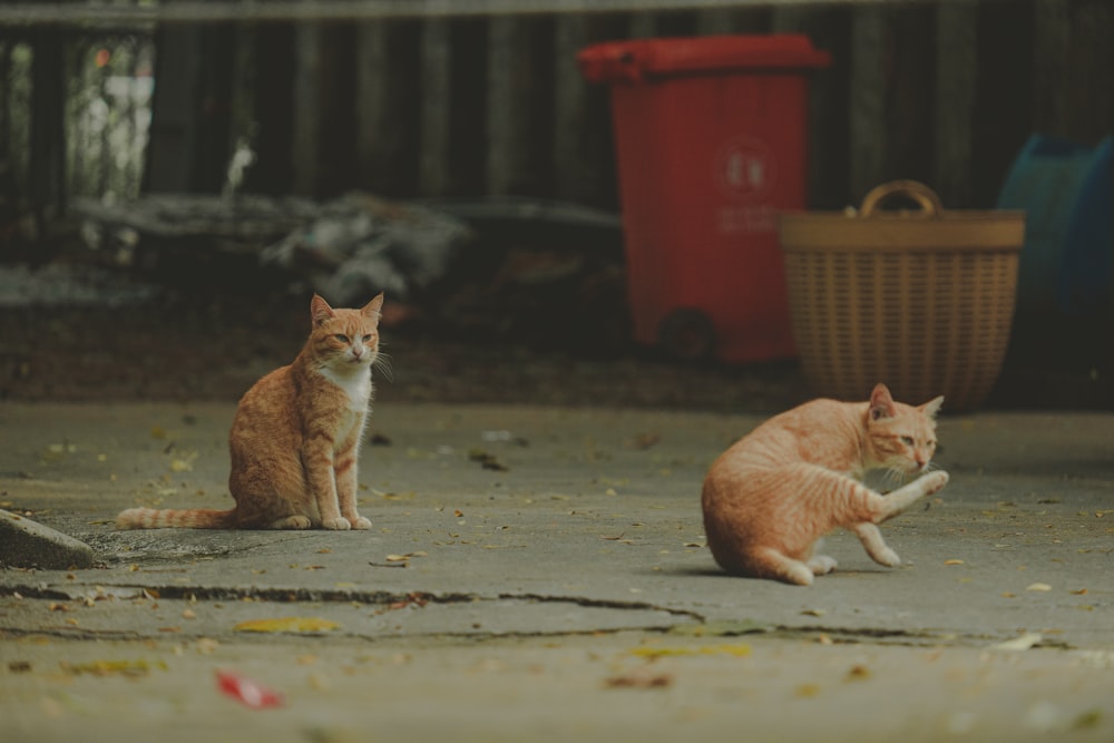 a couple of cats sitting on top of a cement ground