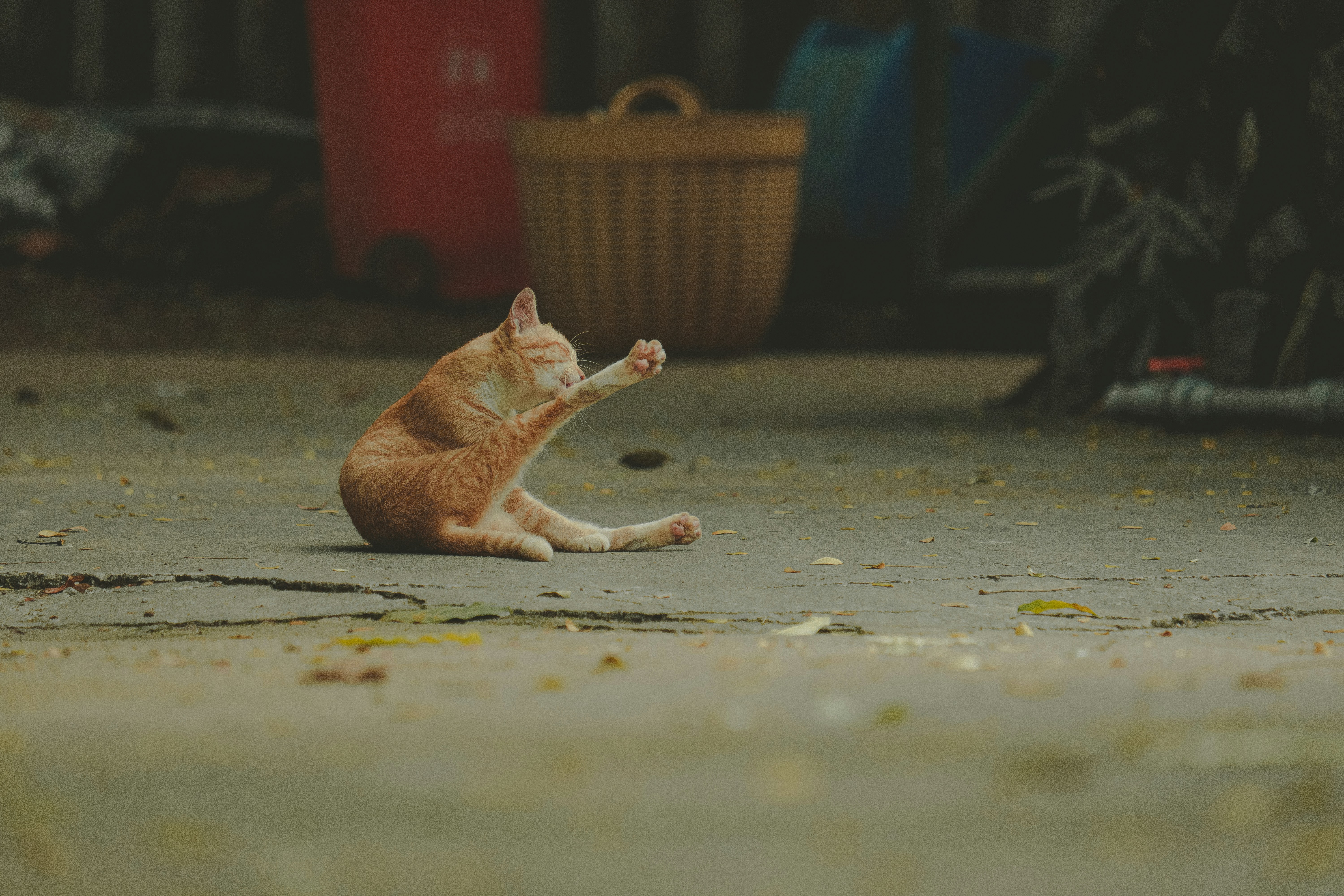 an orange and white cat sitting on the ground