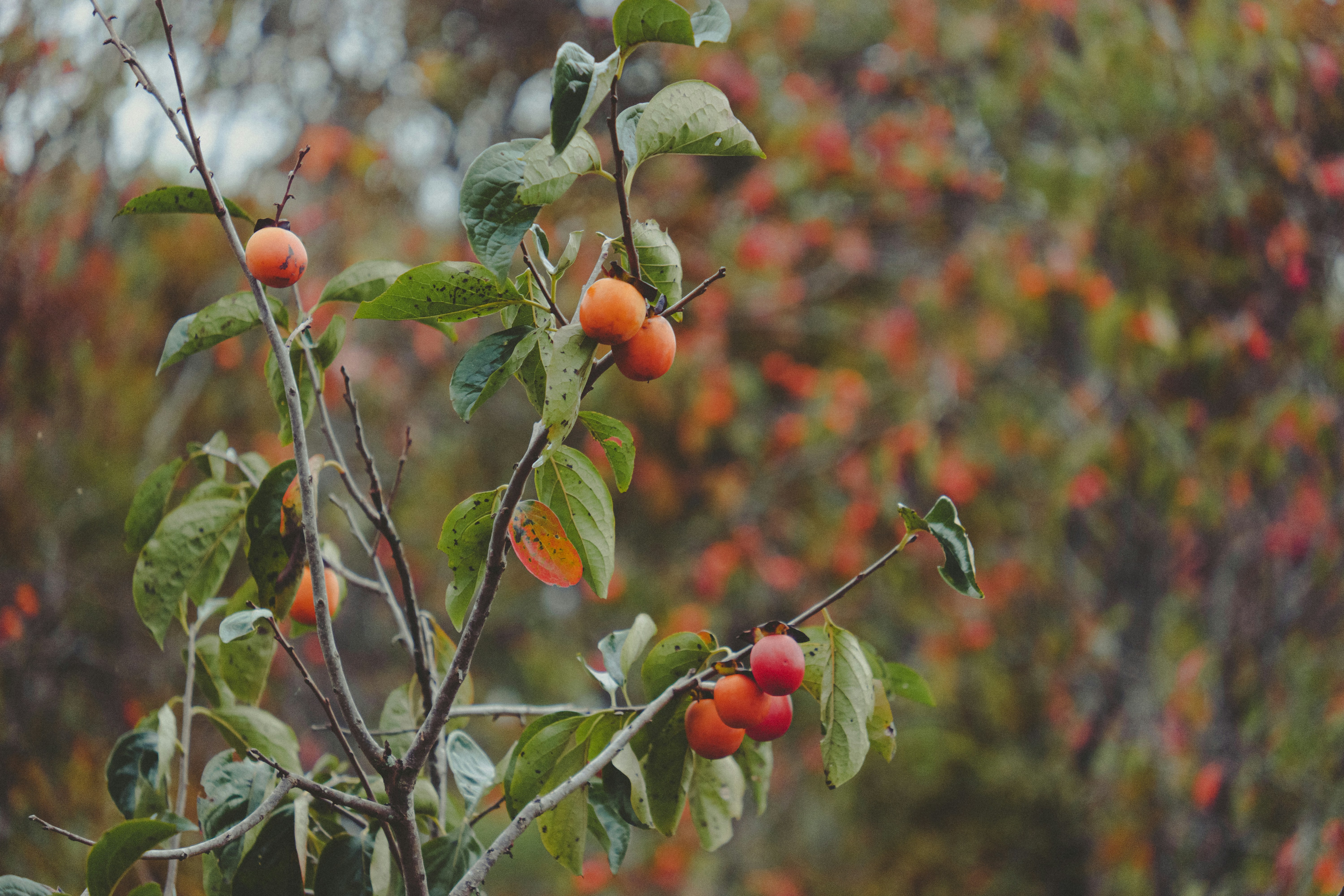 Photo by xiaowuuuuuuu