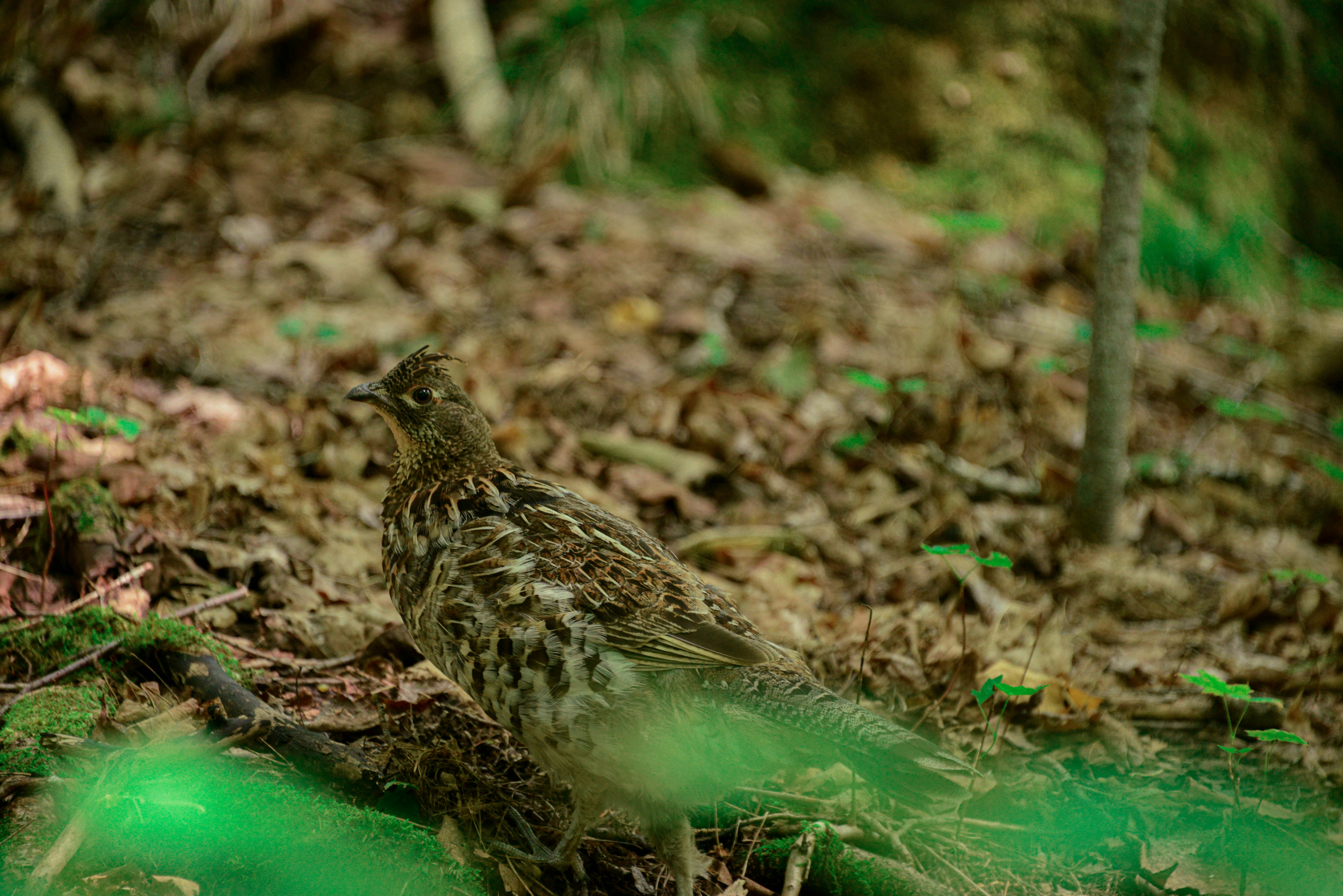 Common Quail