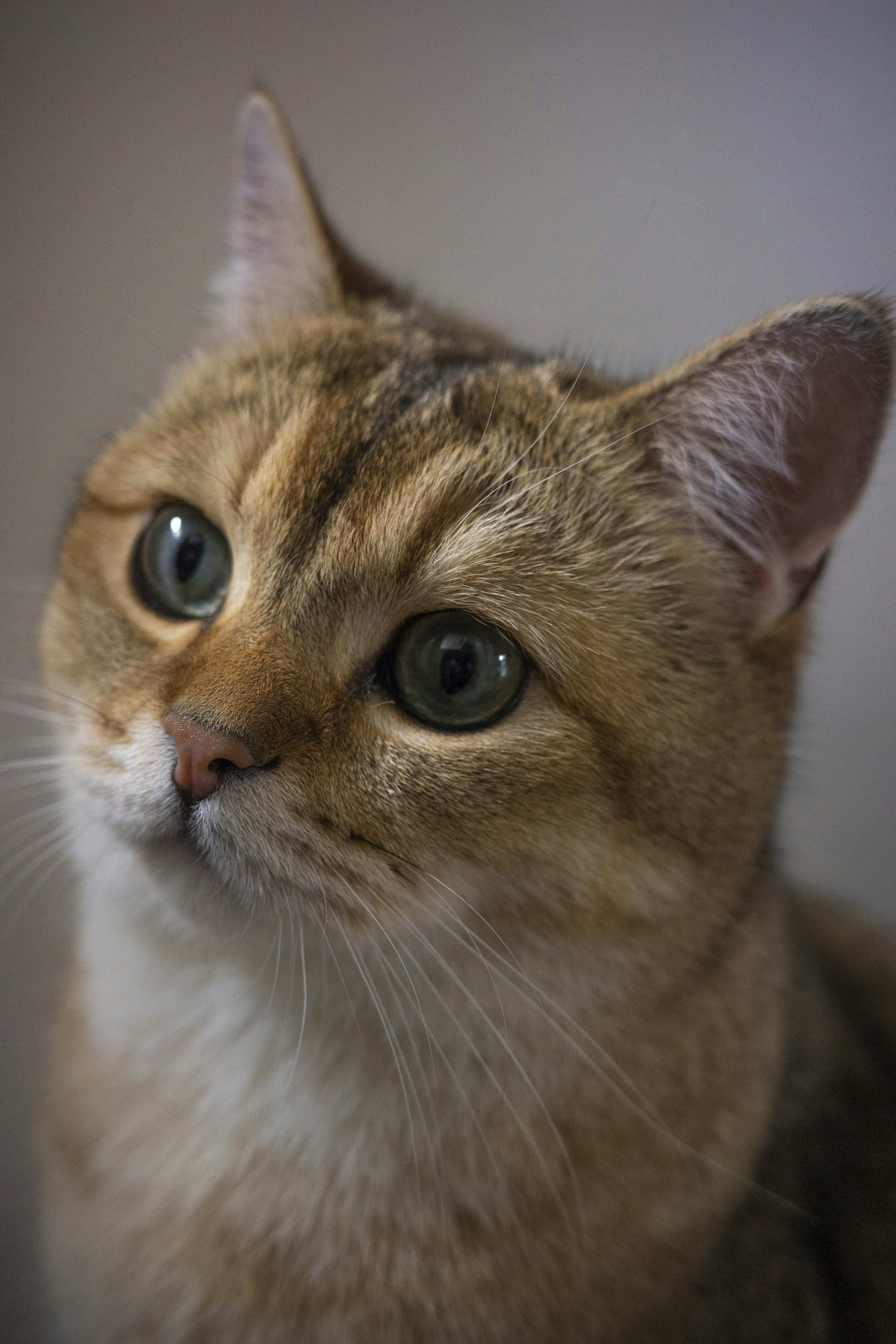 a close up of a cat looking at the camera