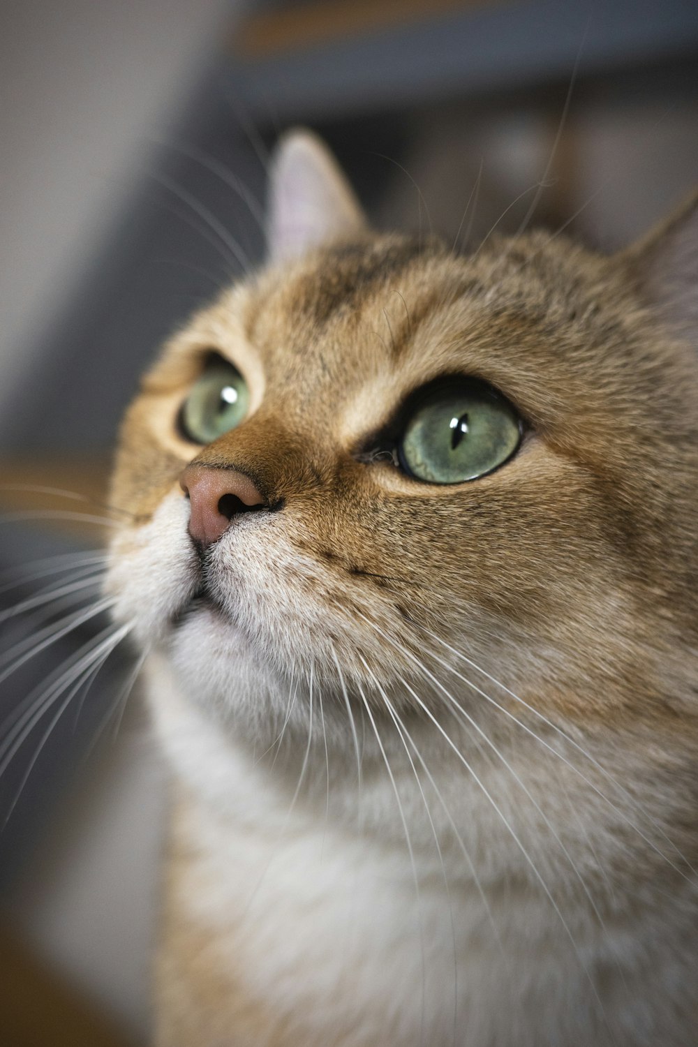 a close up of a cat with green eyes