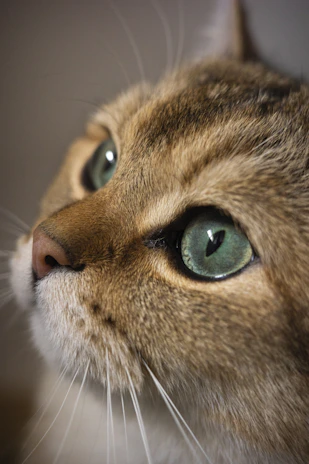 A close-up of a cat’s face with bright green eyes and soft fur