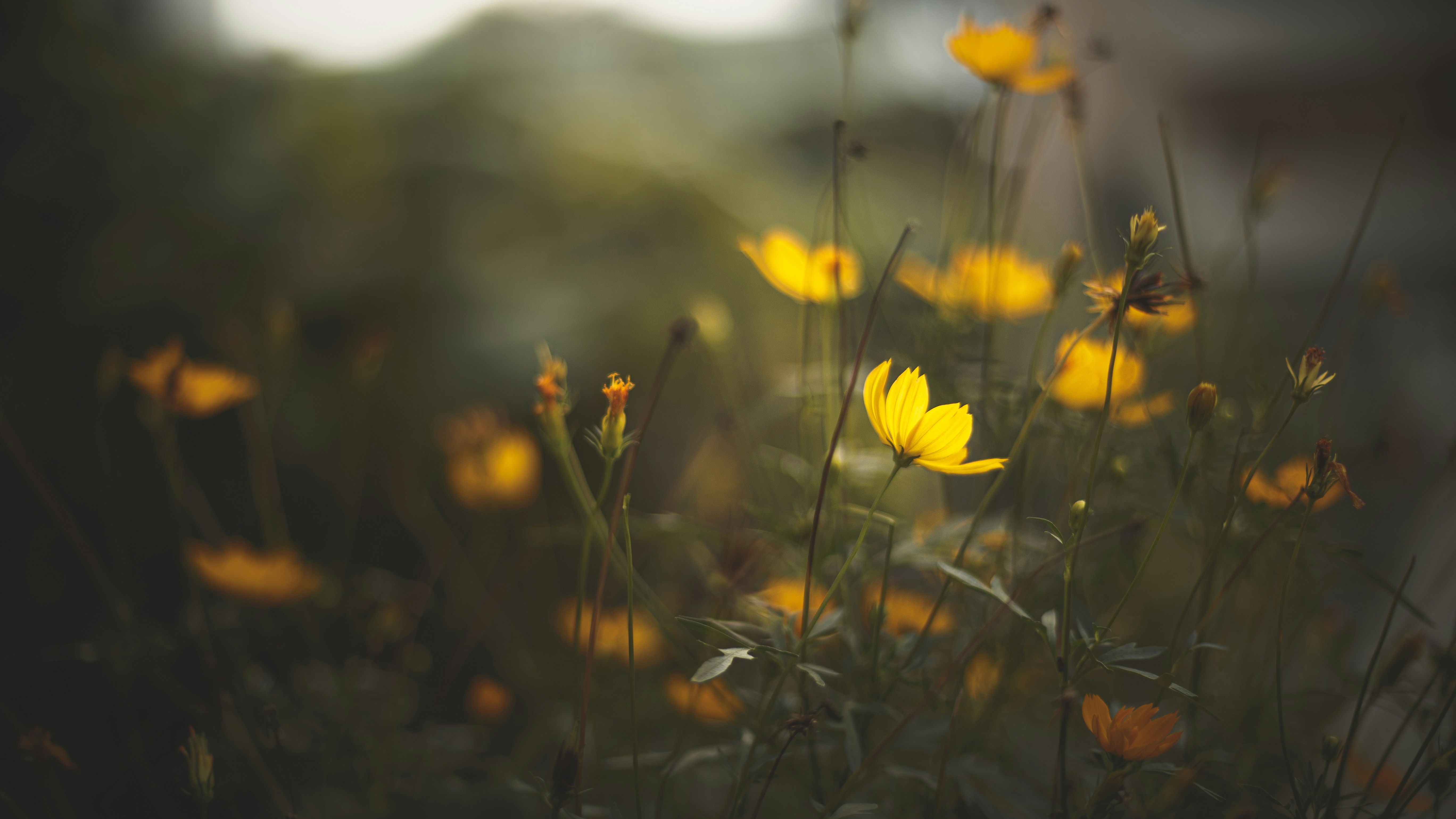 Photo by xiaowuuuuuuu