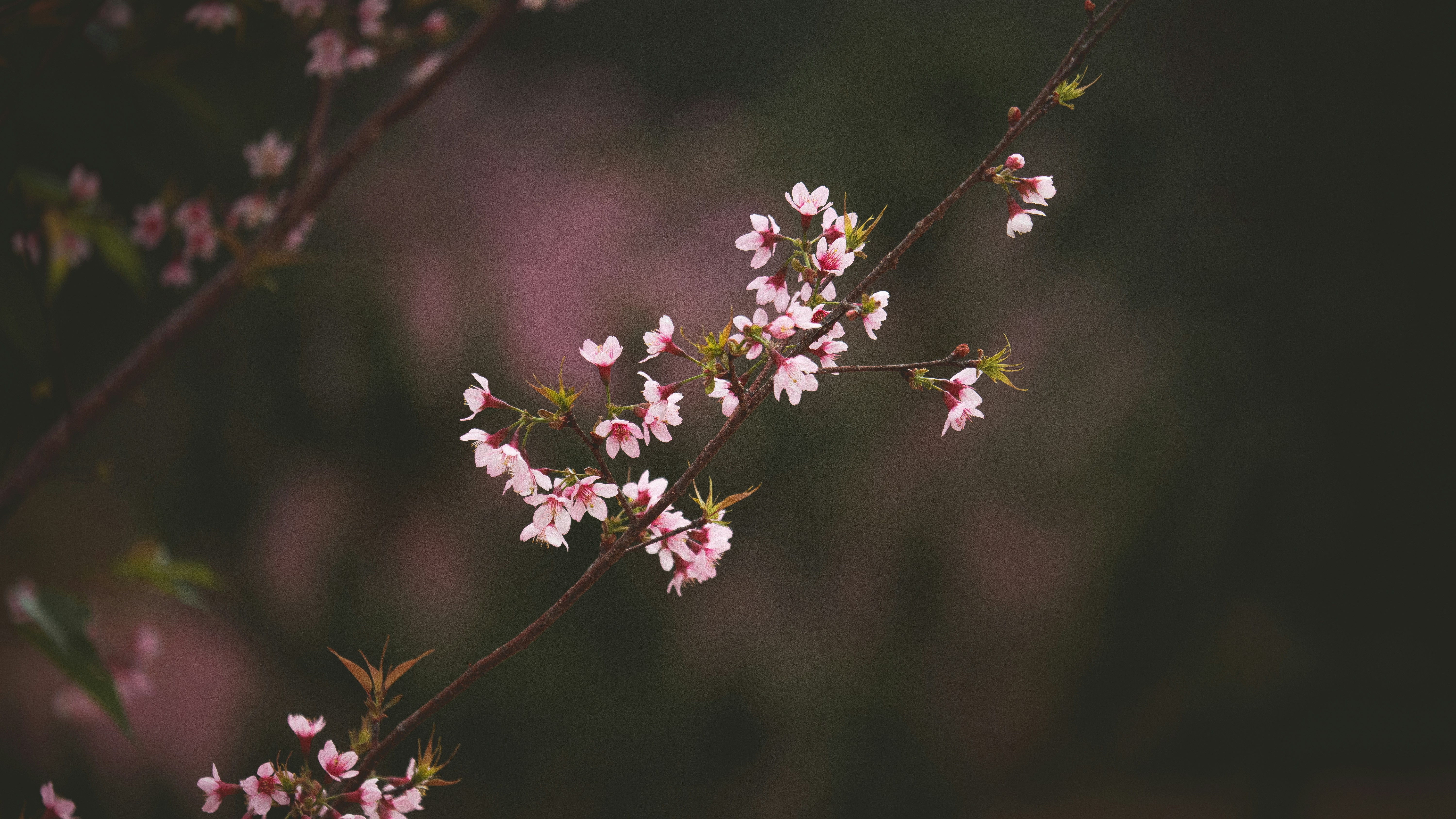 Photo by xiaowuuuuuuu