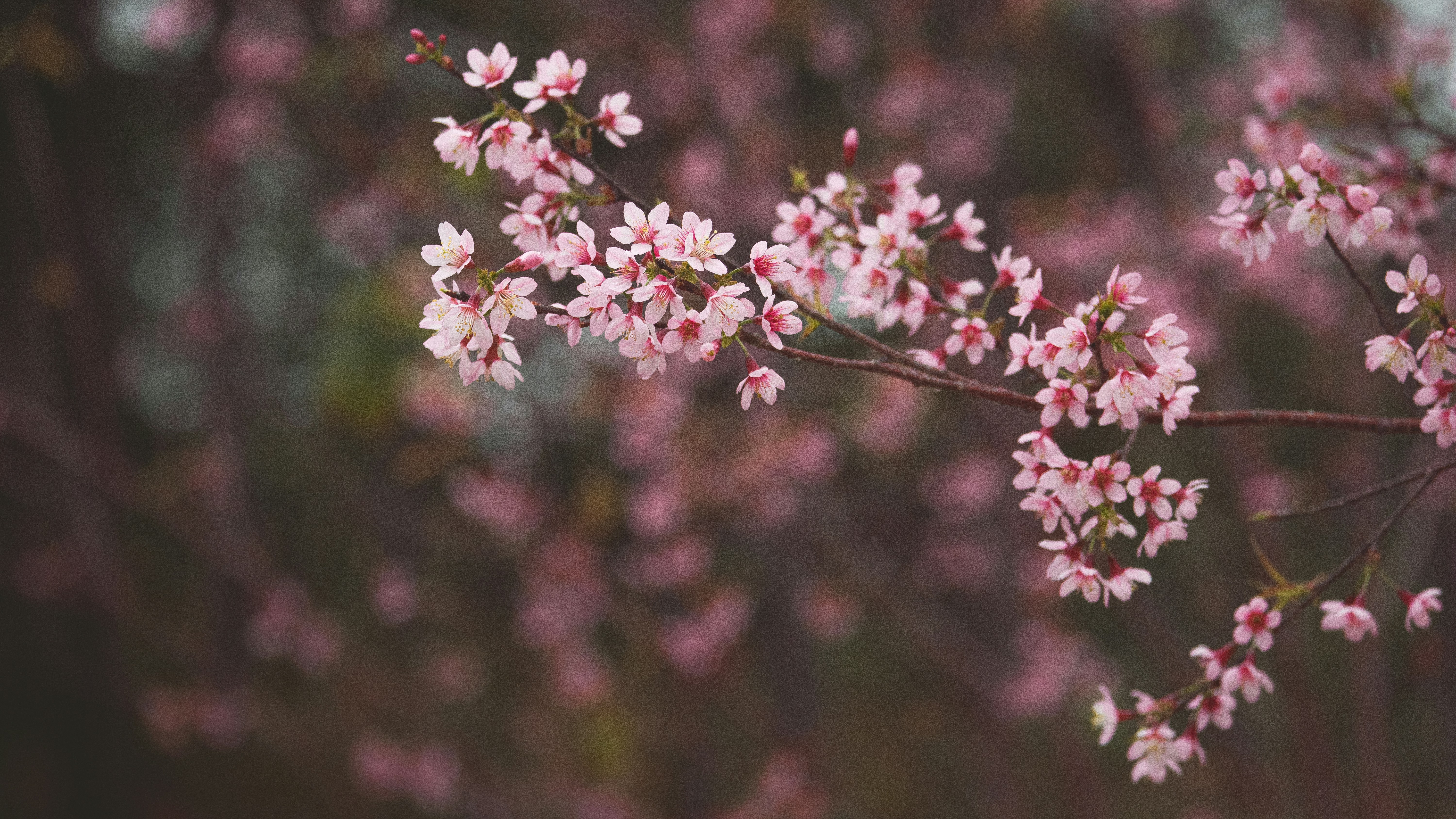 Photo by xiaowuuuuuuu