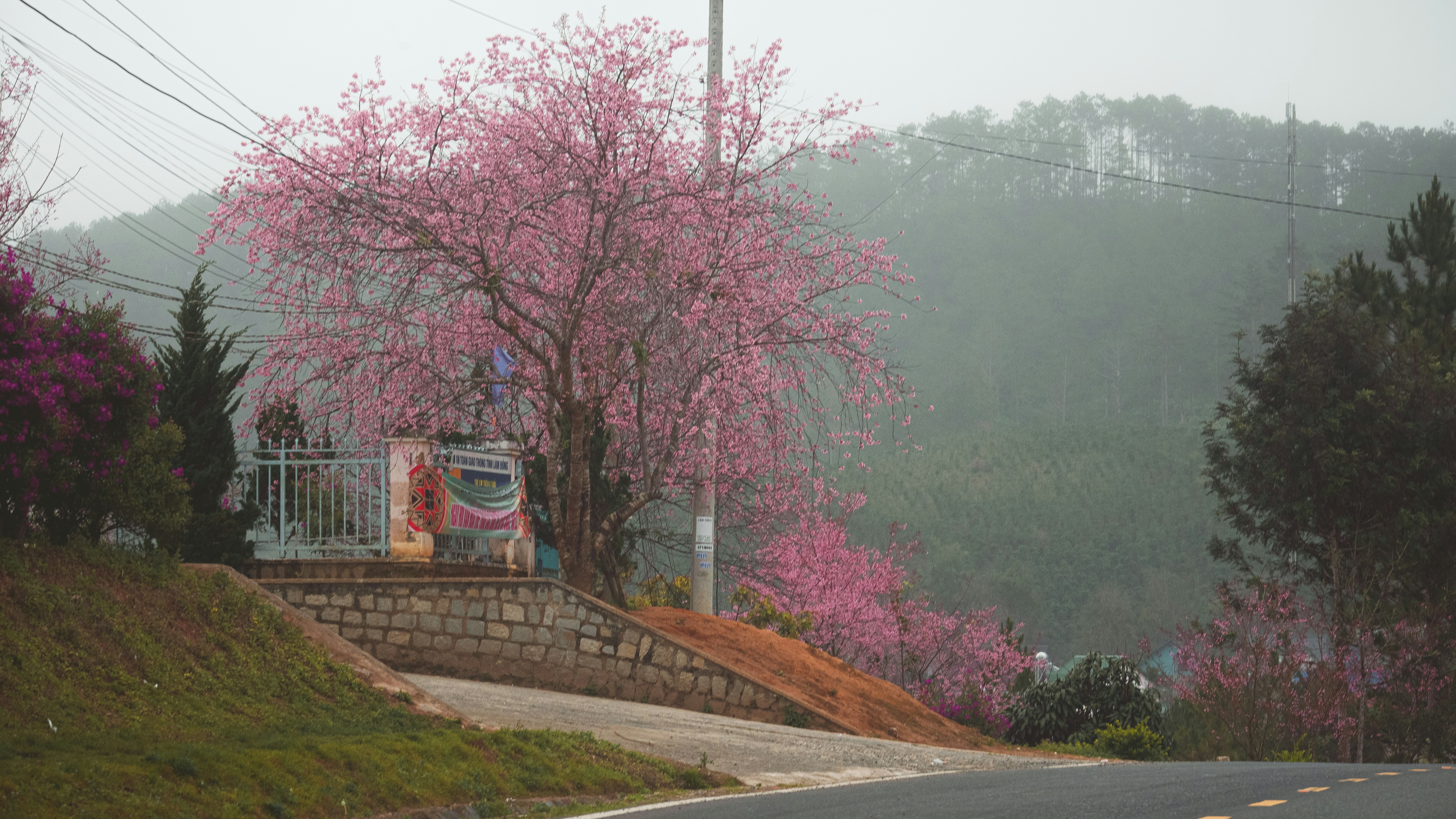 a tree with pink flowers on the side of a road