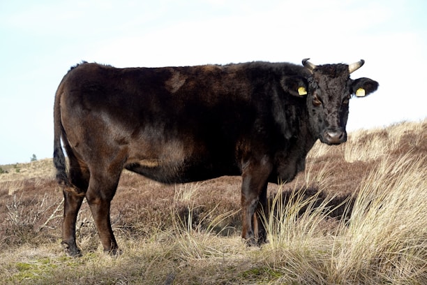 A dark brown cow stands in a grassy, open field with dry vegetation. It has small horns and yellow ear tags, gazing directly at the viewer. The landscape is expansive, with some small shrubs in the background under a bright sky.