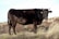 A dark brown cow stands in a grassy, open field with dry vegetation. It has small horns and yellow ear tags, gazing directly at the viewer. The landscape is expansive, with some small shrubs in the background under a bright sky.