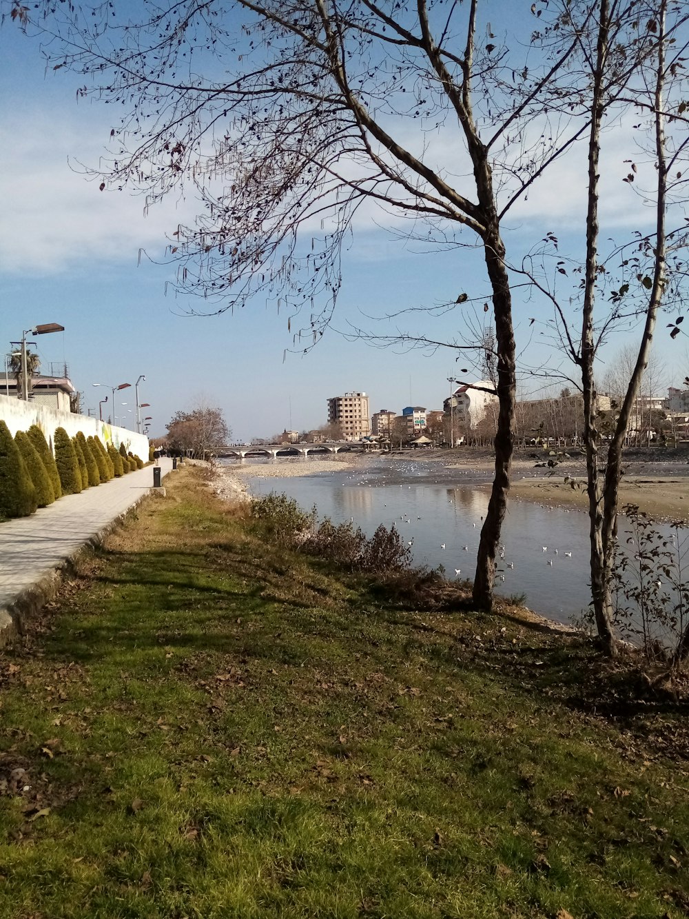 a bench sitting next to a tree near a body of water