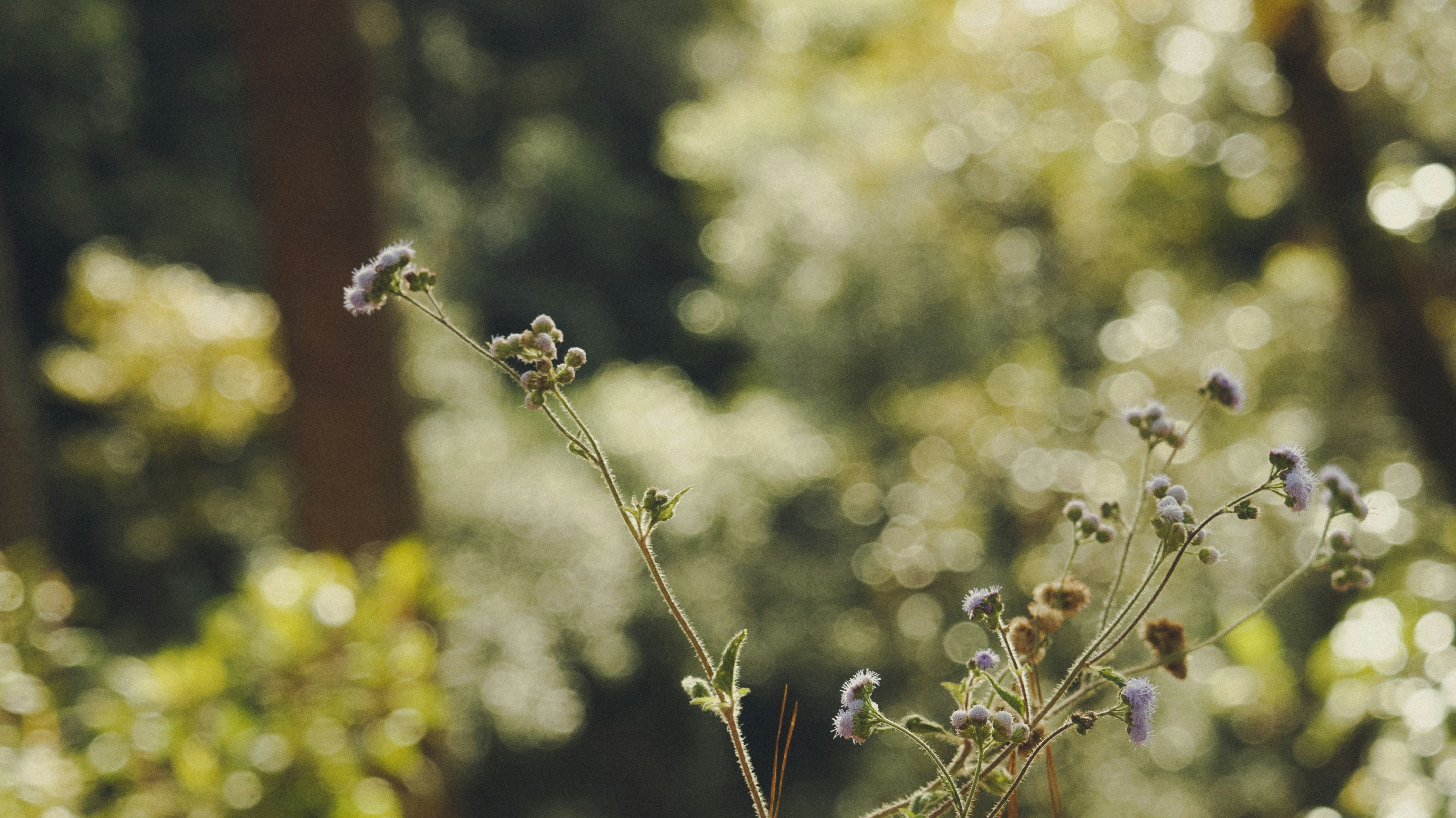 Nahaufnahme einer Pflanze in einem Wald