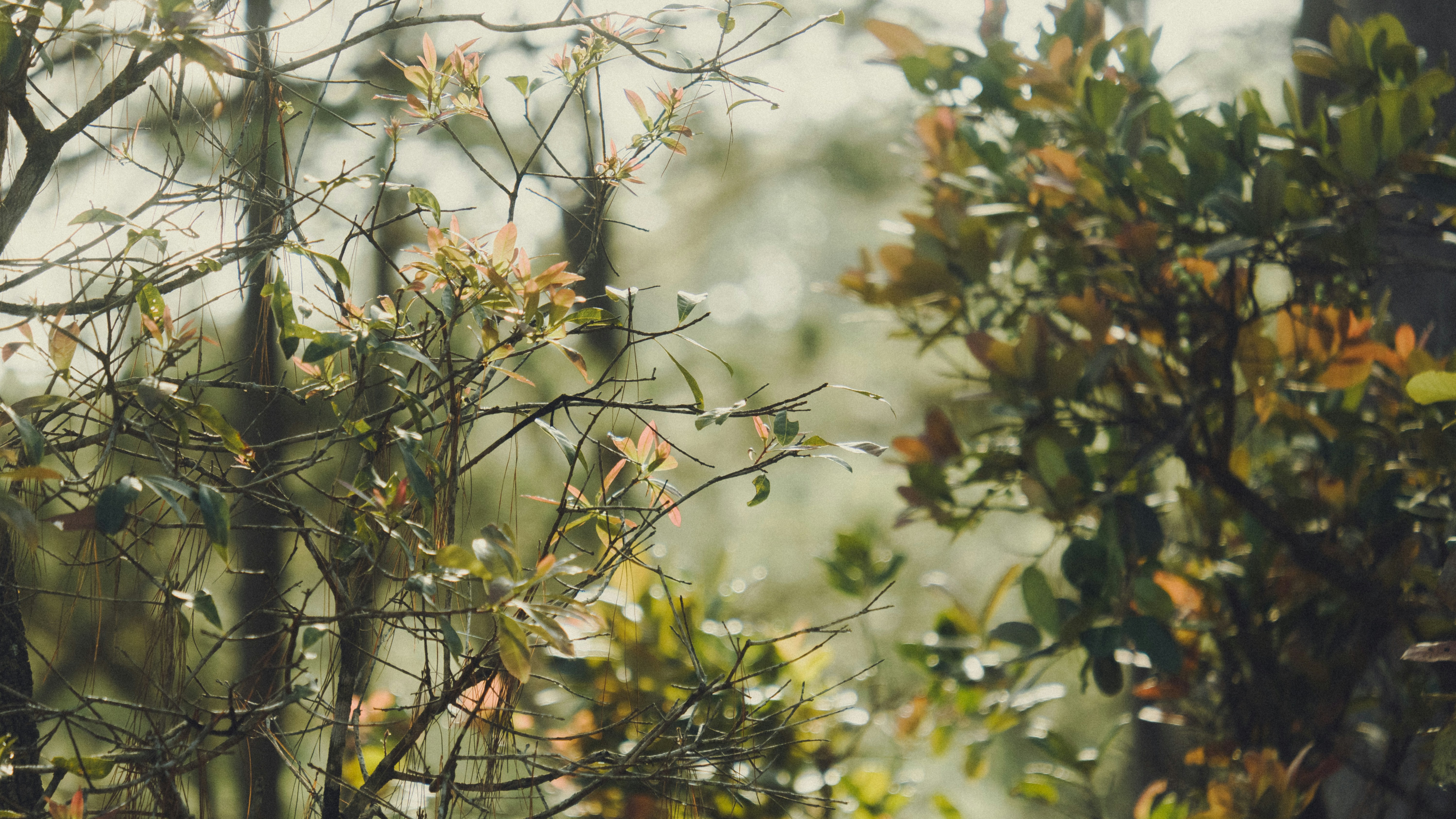 Nahaufnahme eines Baumes mit vielen Blättern