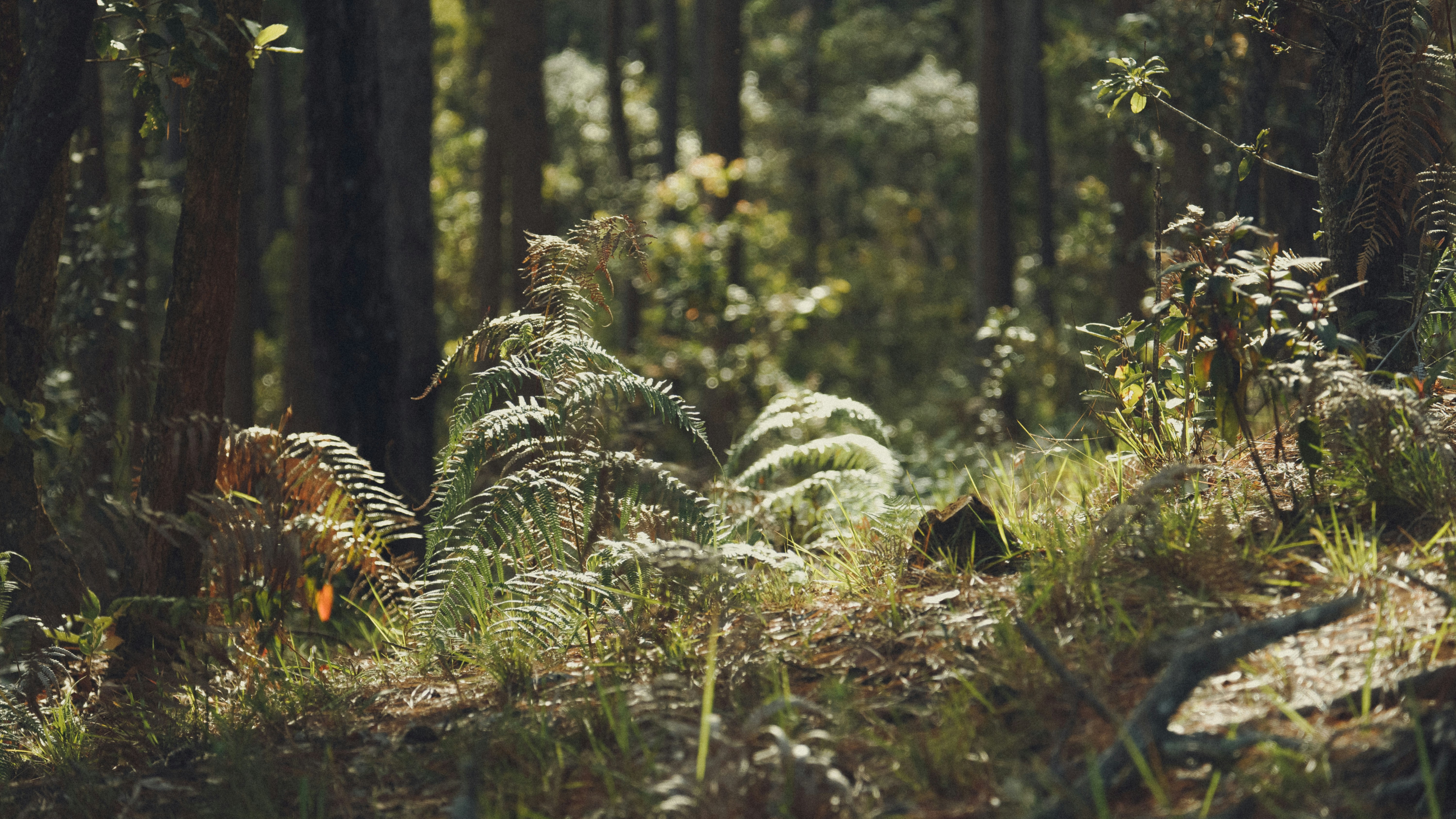 Ein Wald mit vielen hohen Bäumen und Gras