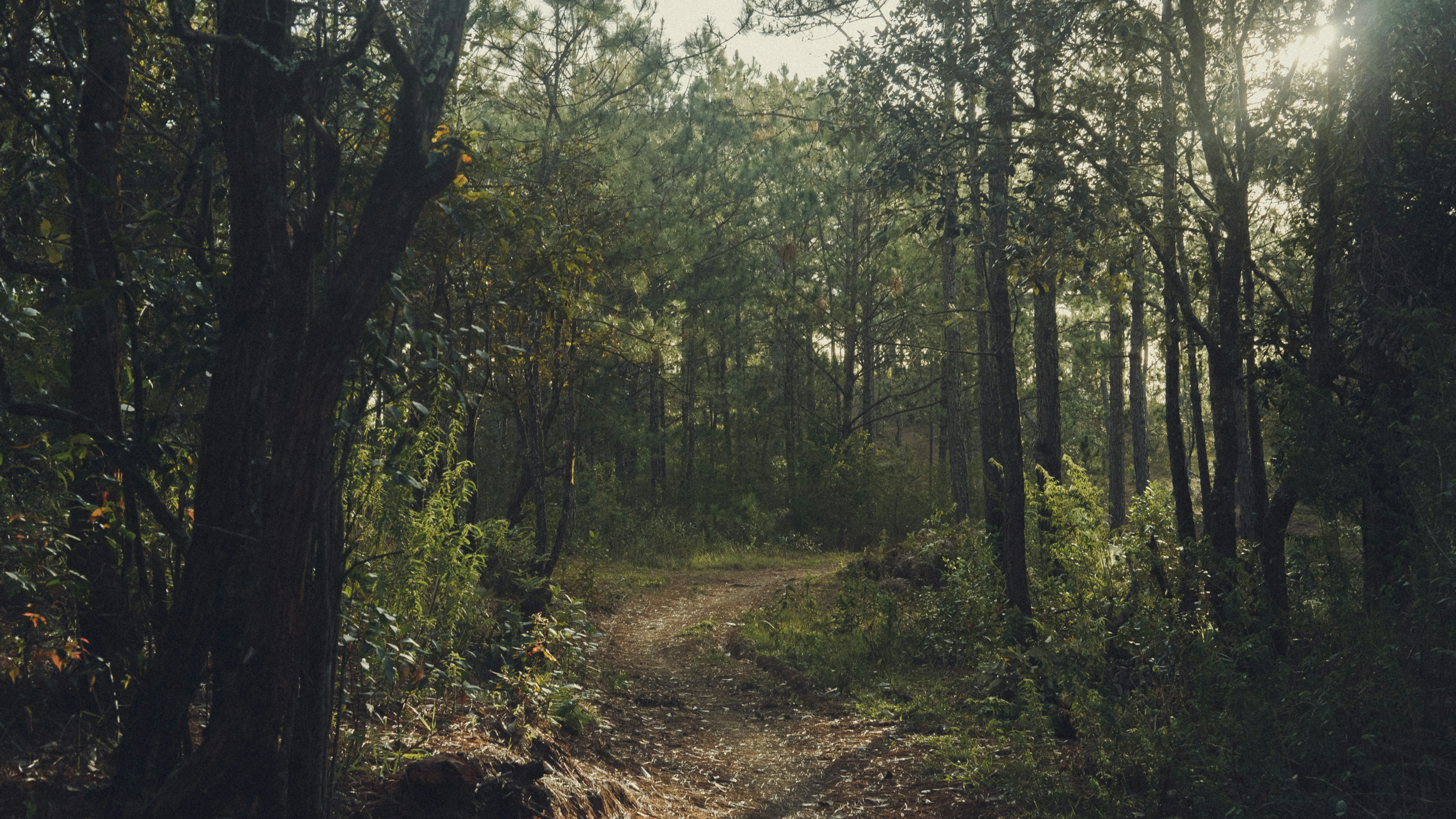 Ein Feldweg mitten im Wald