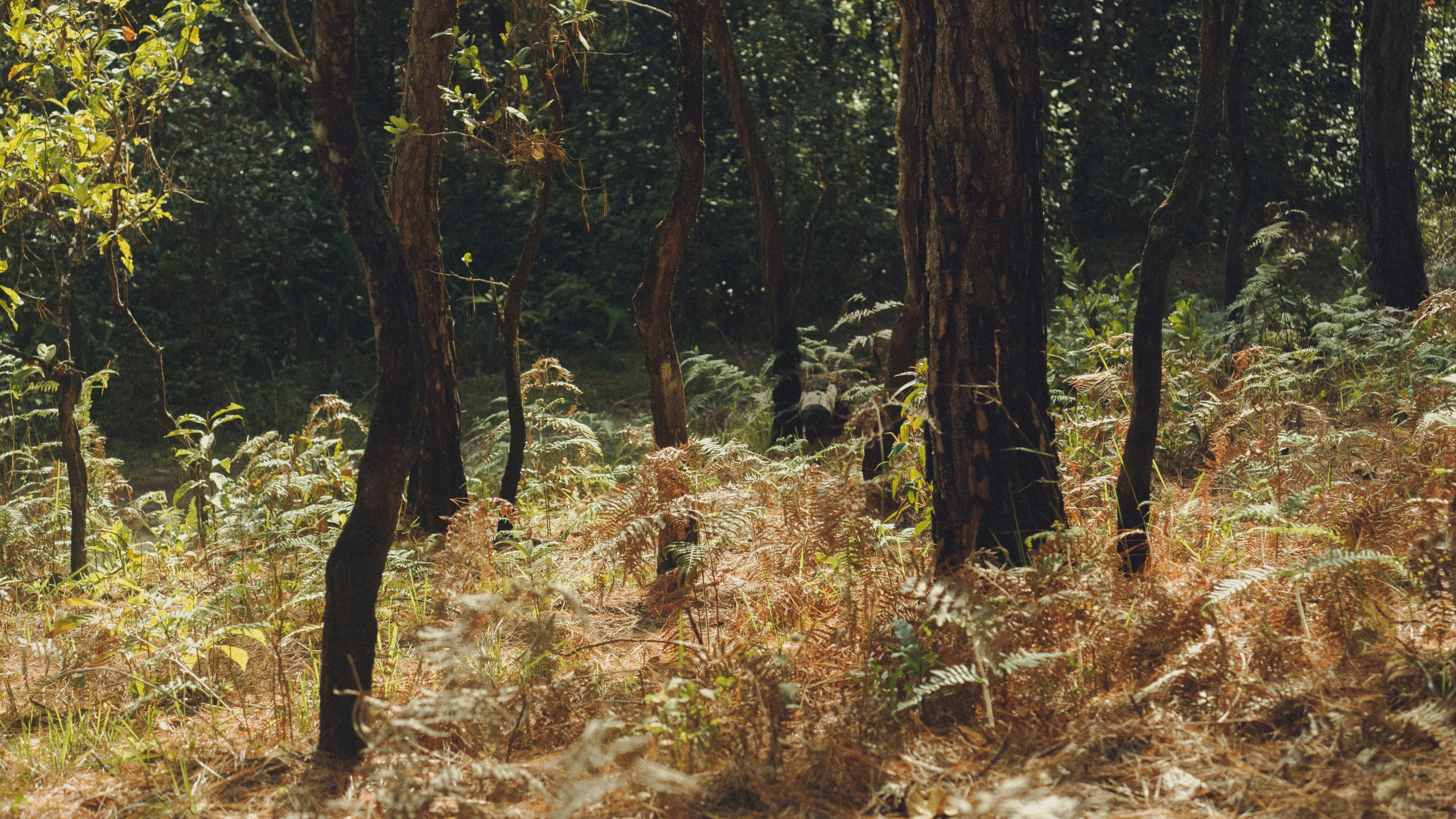 Ein Wald mit vielen Bäumen und hohem Gras