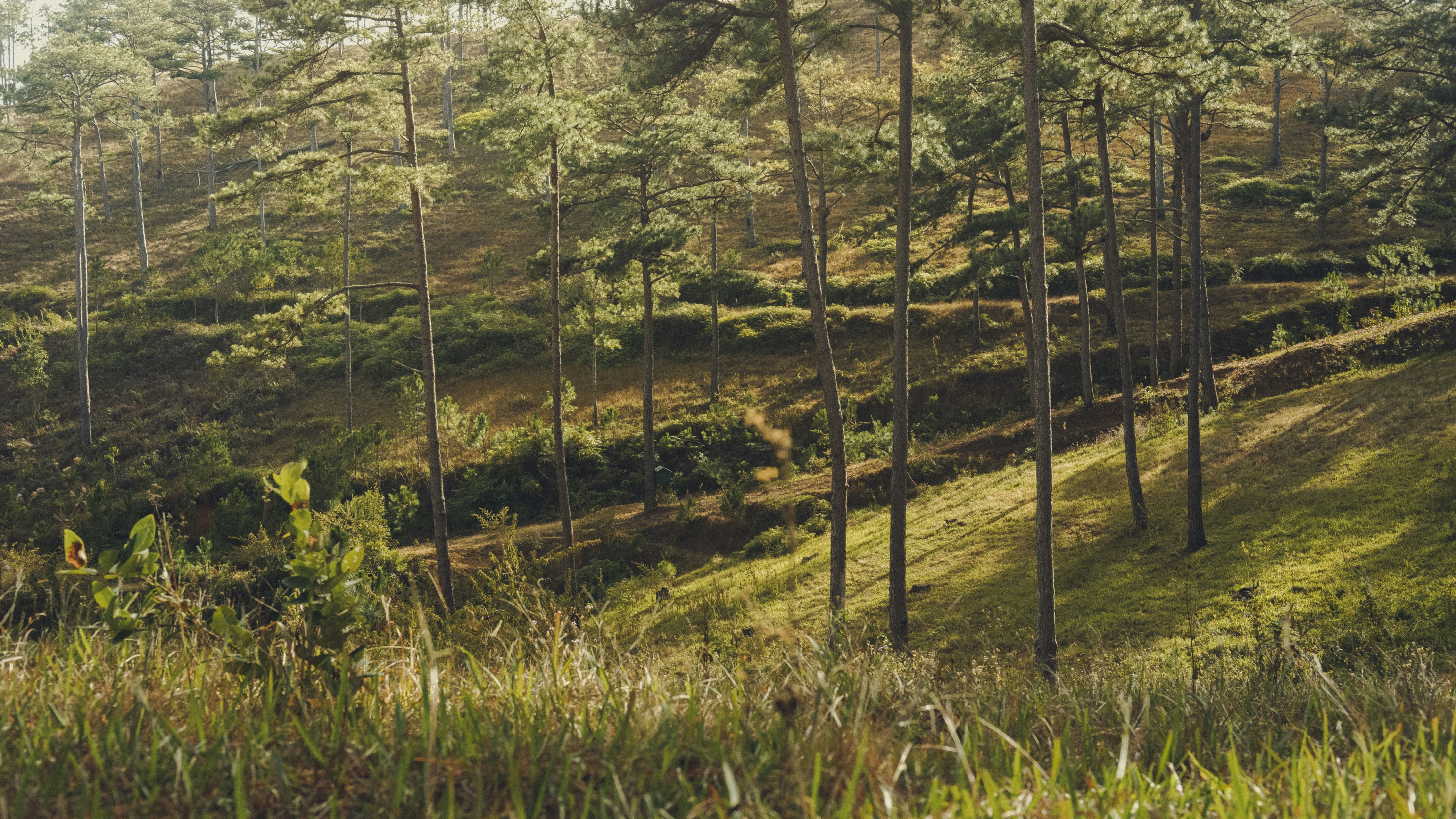 Ein üppiger grüner Wald mit vielen Bäumen