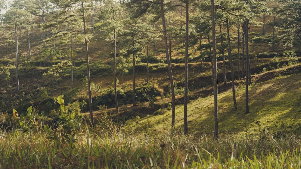 a lush green forest filled with lots of trees