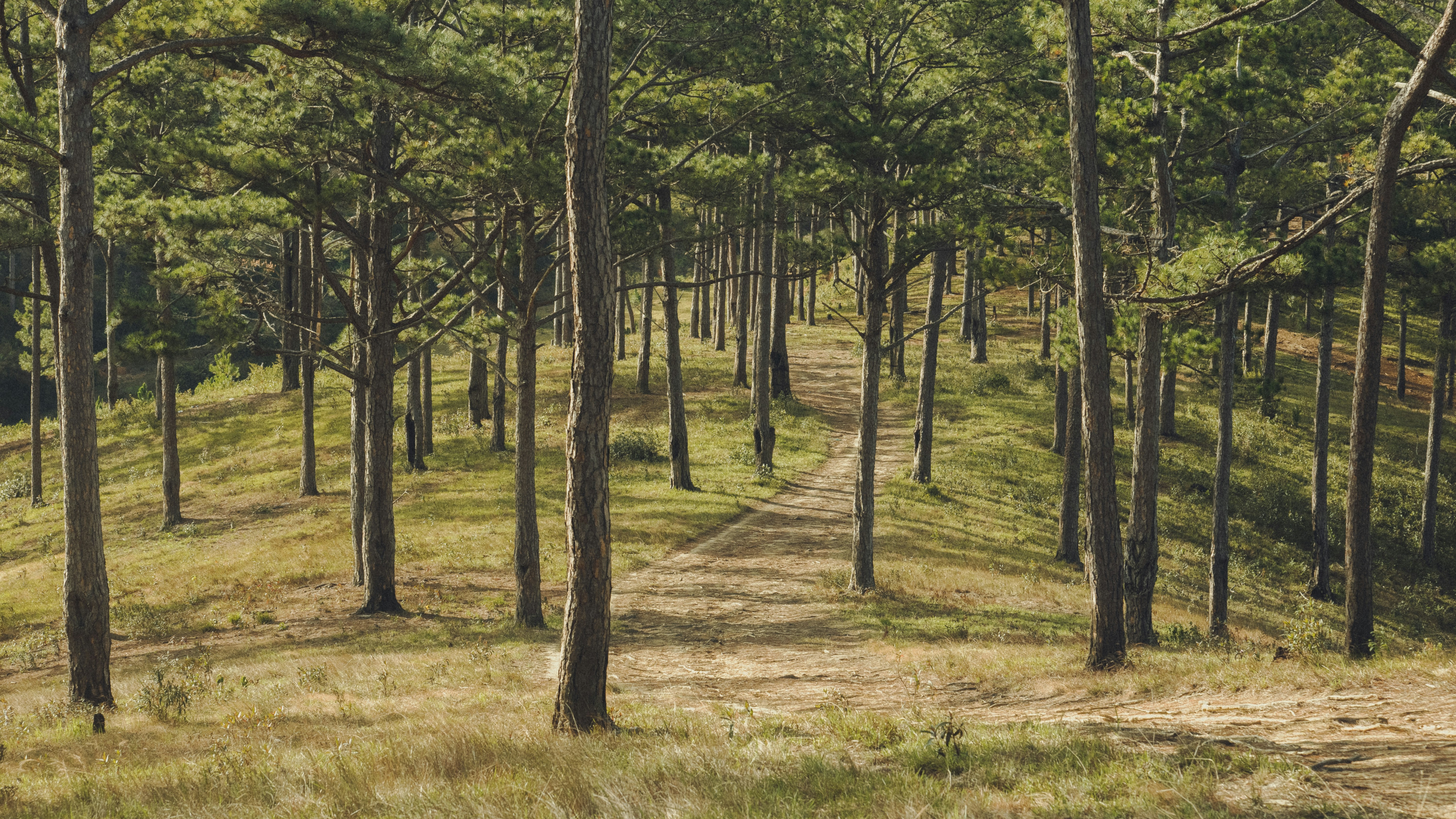 Ein Feldweg mitten im Wald