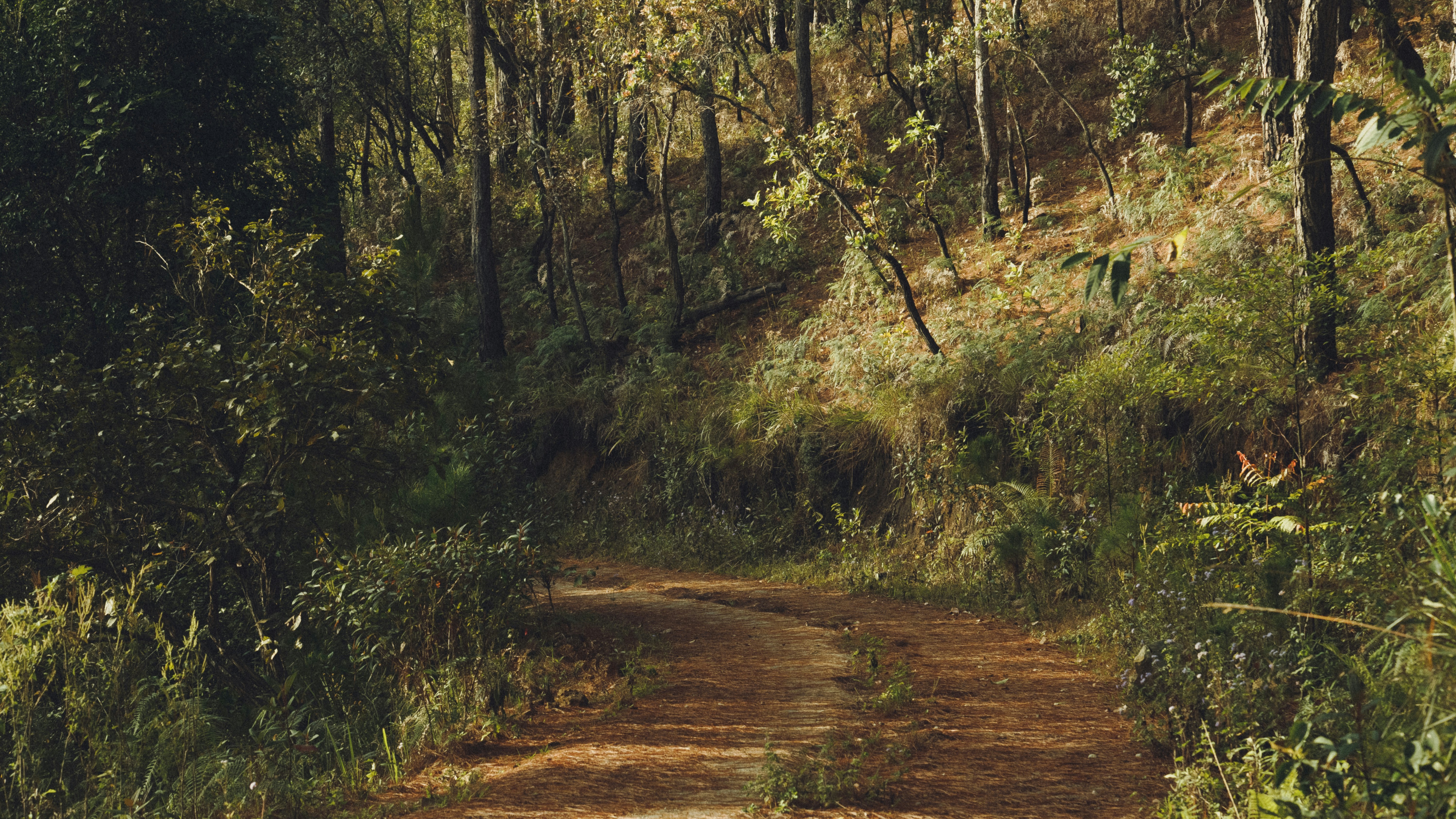 Ein Feldweg mitten im Wald