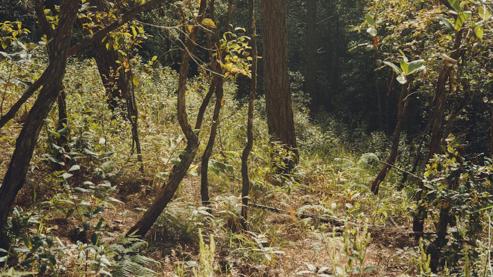 a forest filled with lots of tall trees