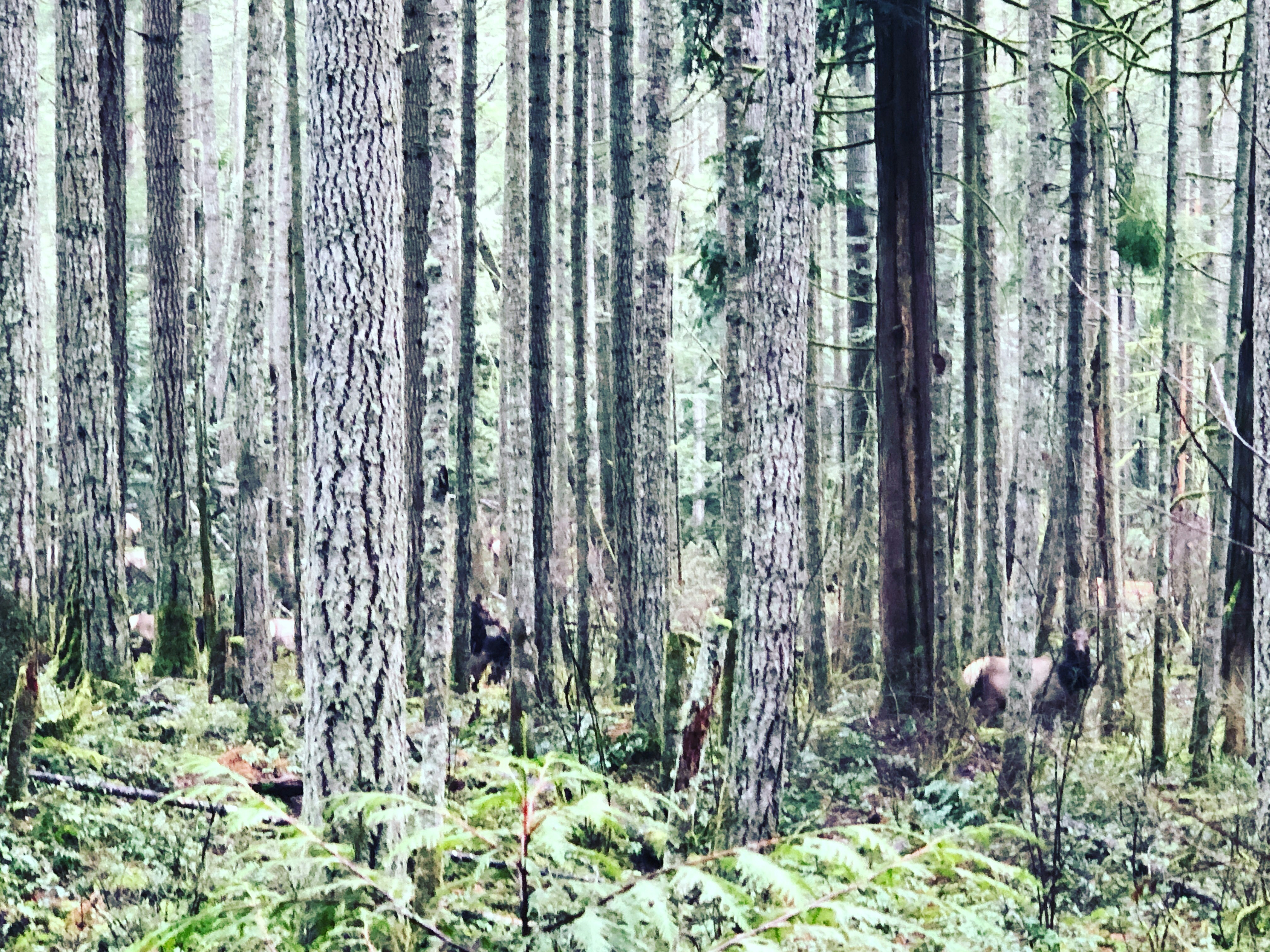 Forest trees