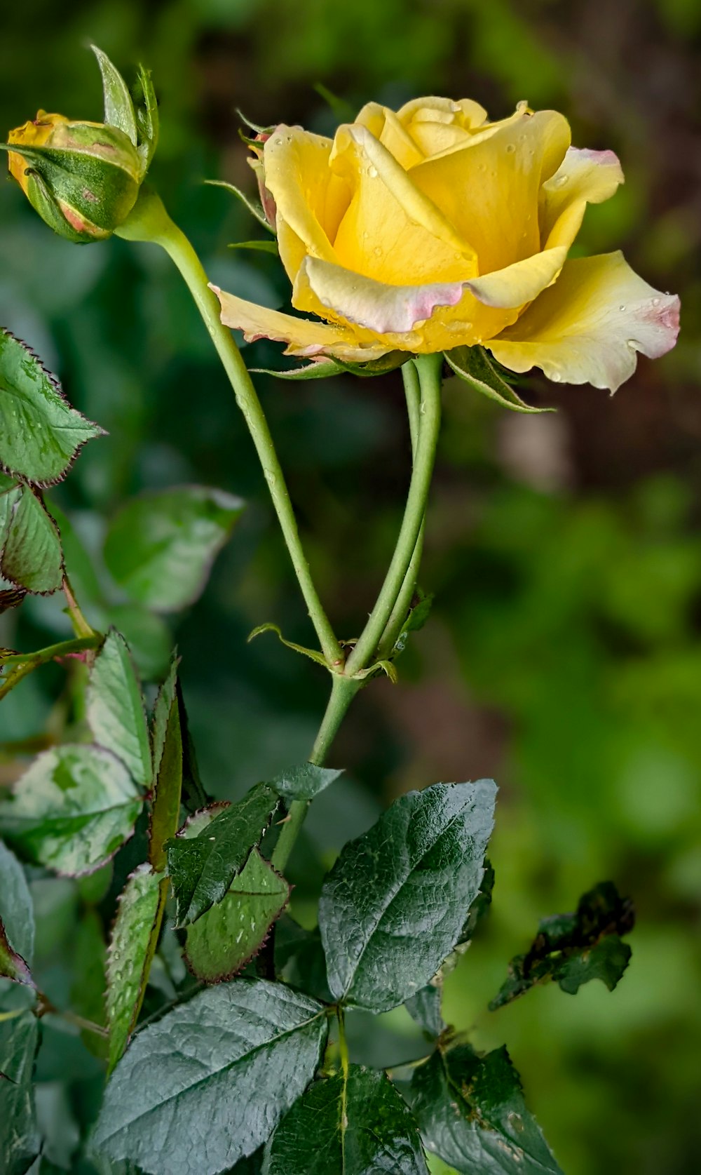 a yellow rose with green leaves in the foreground