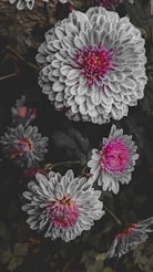 a bunch of flowers that are in the grass