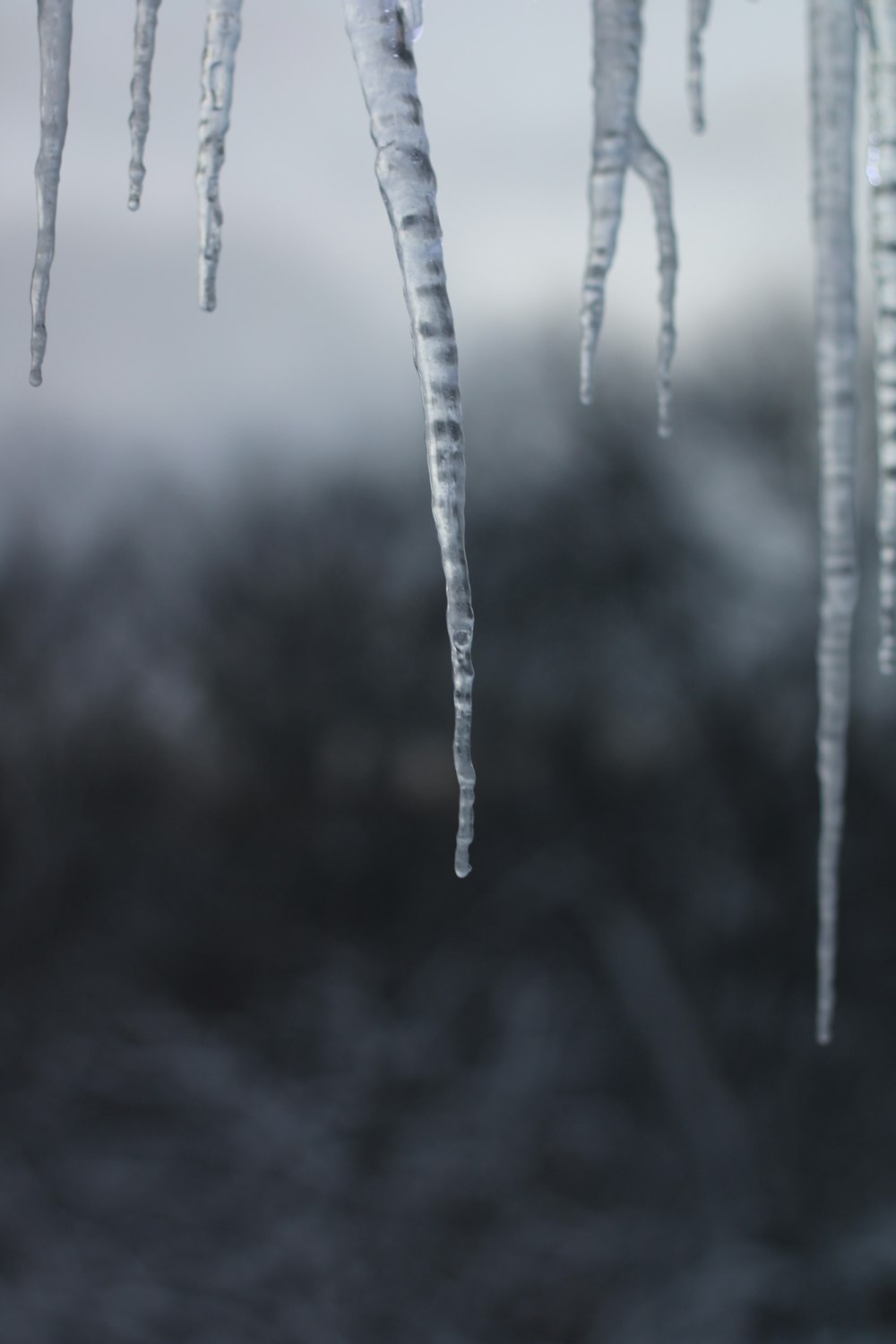 icicles hanging from a tree in the snow