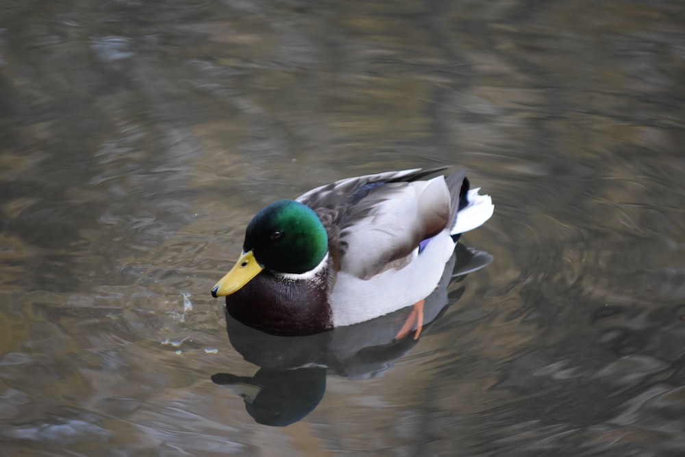 a duck floating on top of a body of water