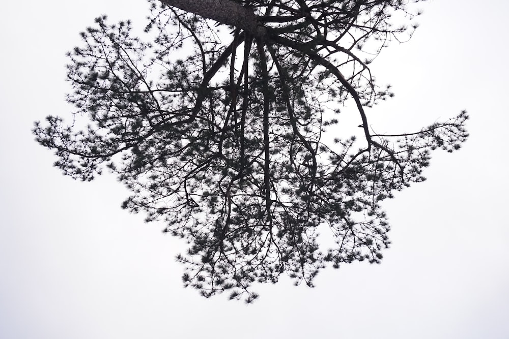 a view of the top of a tree from below