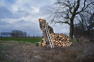 a ladder leaning against a tree that has been cut down
