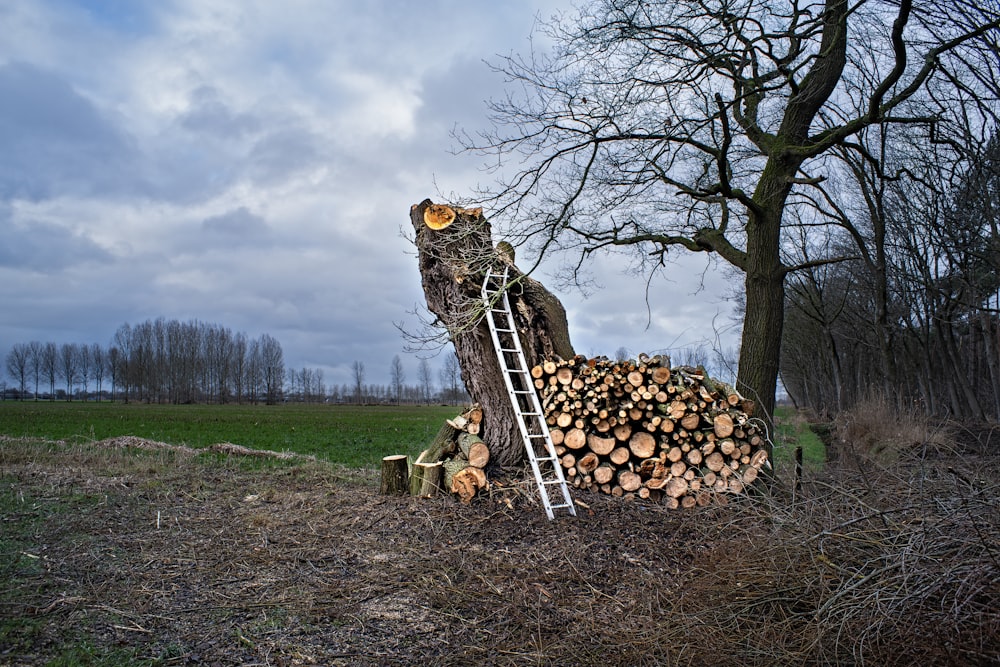 a ladder leaning against a tree that has been cut down
