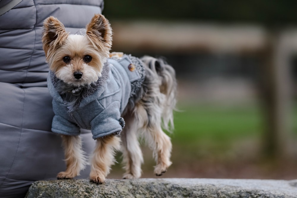 a small dog wearing a jacket standing on a rock