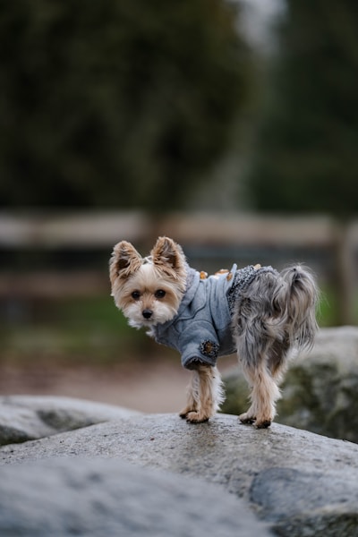 Best Dog Cameras UK 2026: Watch and Talk to Your Dog Remotely